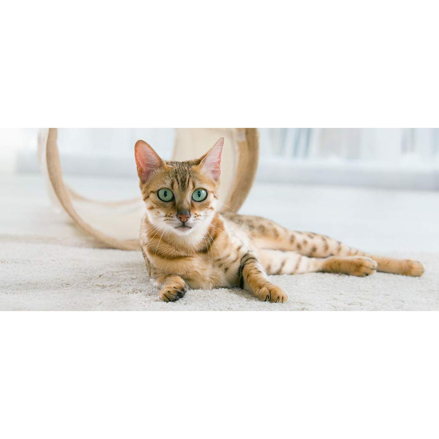 MY LUCKY PETS LLC cat Bladder Support - CAT Urinary Health Formula - Support Bladder Health - Natural Complex - Cranberry Relief for Cats - 3 Bottle (270 Treats)