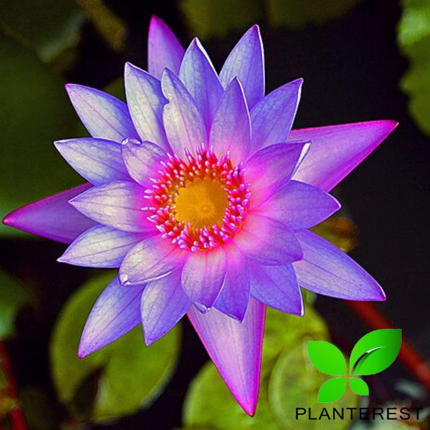 Planterest - Water Lily Tuber 3 Pre-Grown Hardy Lily Rhizome Live Aquarium Plant