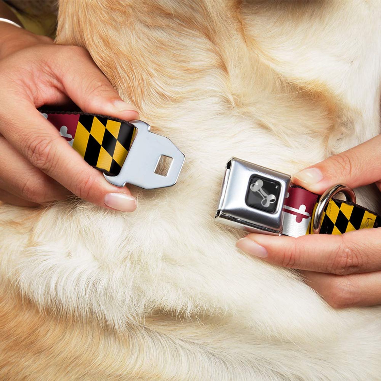 Buckle-Down Dog Collar Seatbelt Buckle Maryland Flags 16 to 23 Inches 1.5 Inch Wide, Multicolor, Medium (DC-W33927-WM)