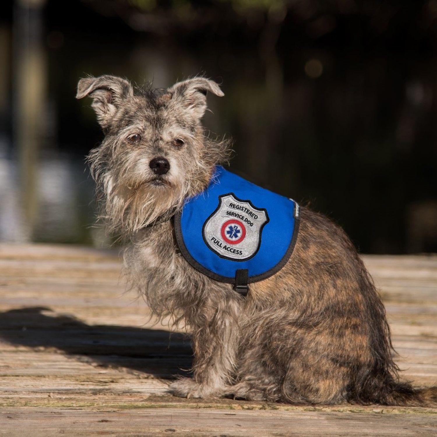 Registered Service Dog Sew On Patch - Includes Five Service Dog Law Handout Cards – for Service Dog Vest or Harness