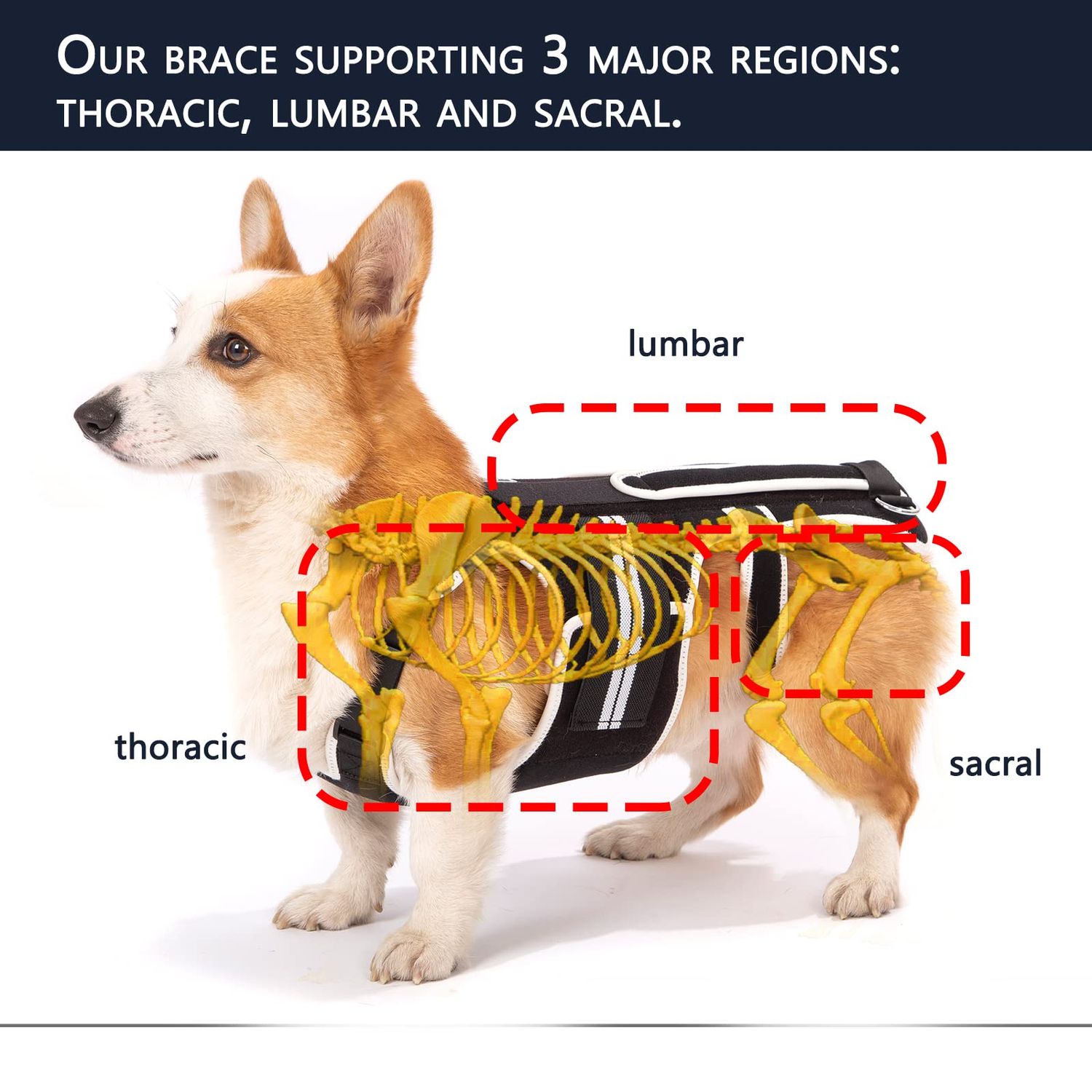 LufeLux Back Brace for Dogs with IVDD, Arthritis, Luxating Patella, Surgical Recovery and Rehabilitation, Dachshund Back Pain Relief, IVDD Harness(Medium)