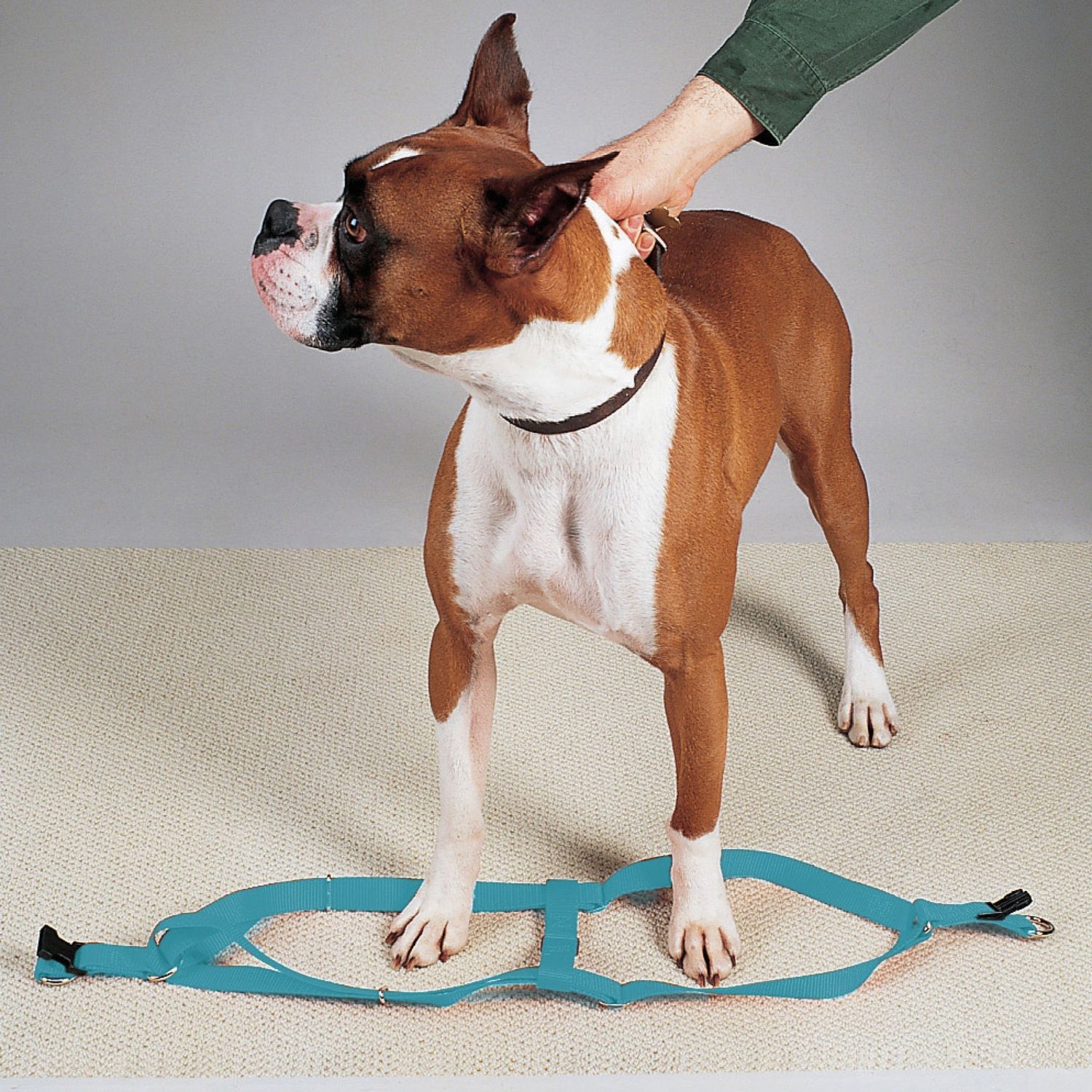 Guardian Gear Nylon 2-Step Dog Harness, Fits Chests 15" to 25", Malibu Blue