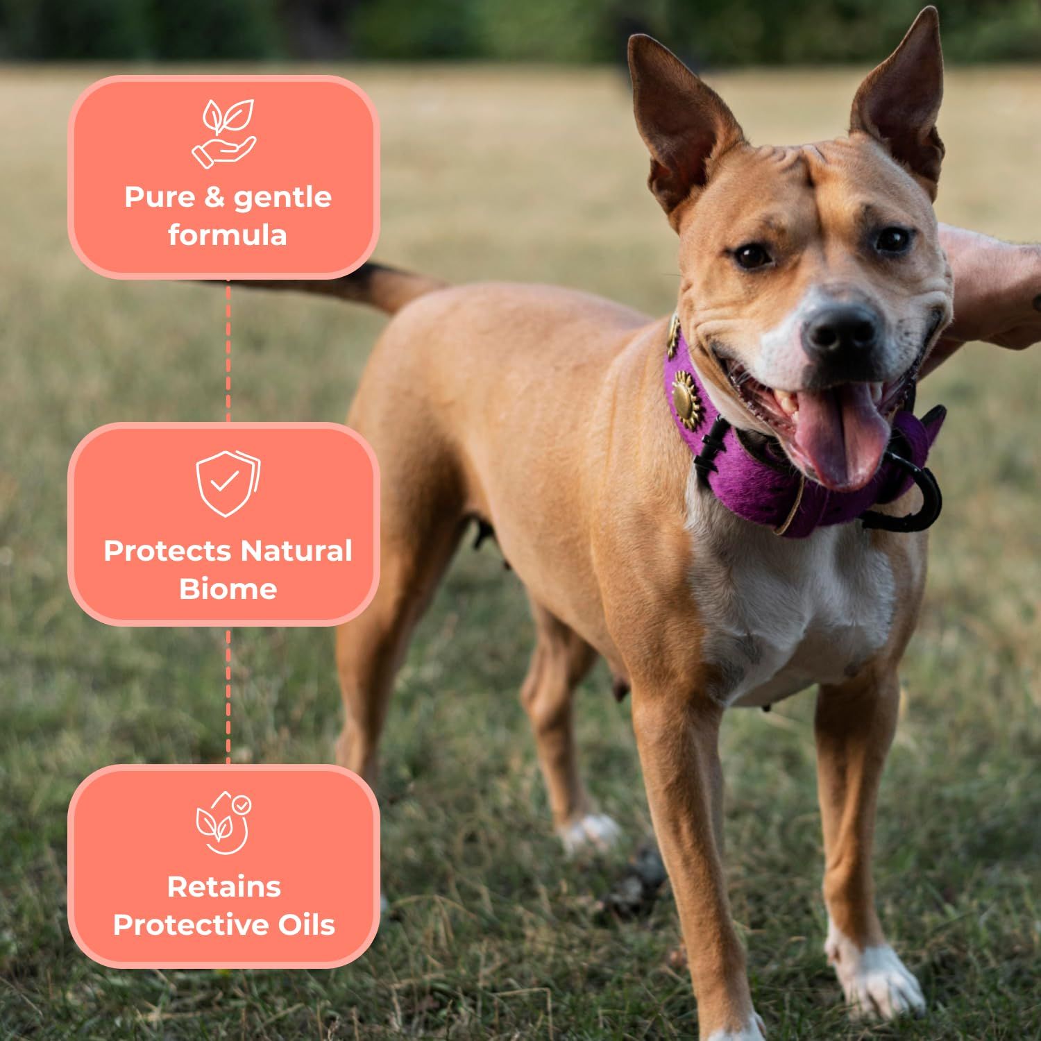 COAT DEFENSE Paw Licker Bundle | Dry Powder for Dogs & Sensitive Skin Dog Shampoo for Allergies and Itching | Smell & Itch Relief for Dogs | Itchy Skin Relief & Yeast Infection Treatment for Dogs