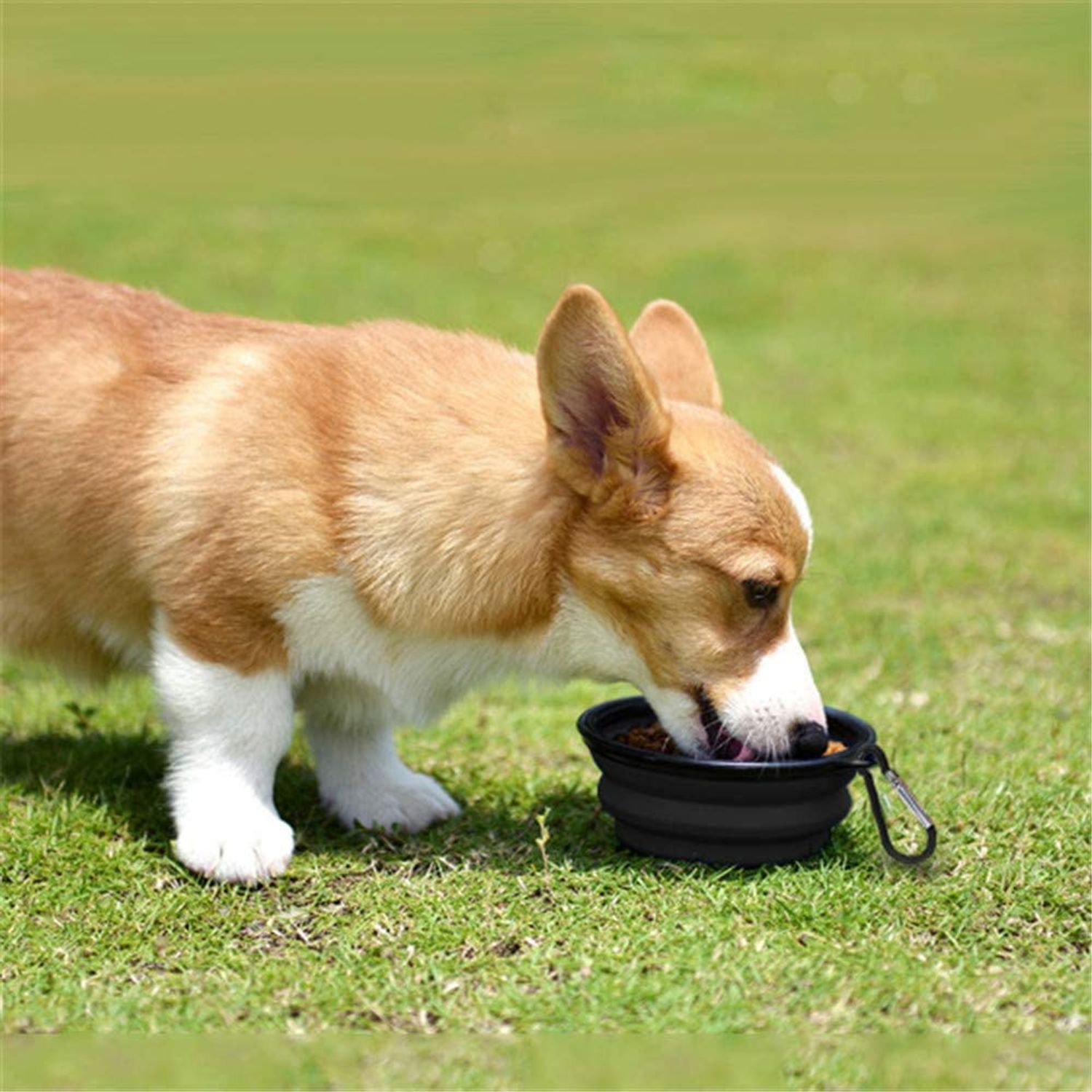 5" Portable & Foldable Small Dog Bowl - Black (5 Pack) - Compact Travel Pet Bowl