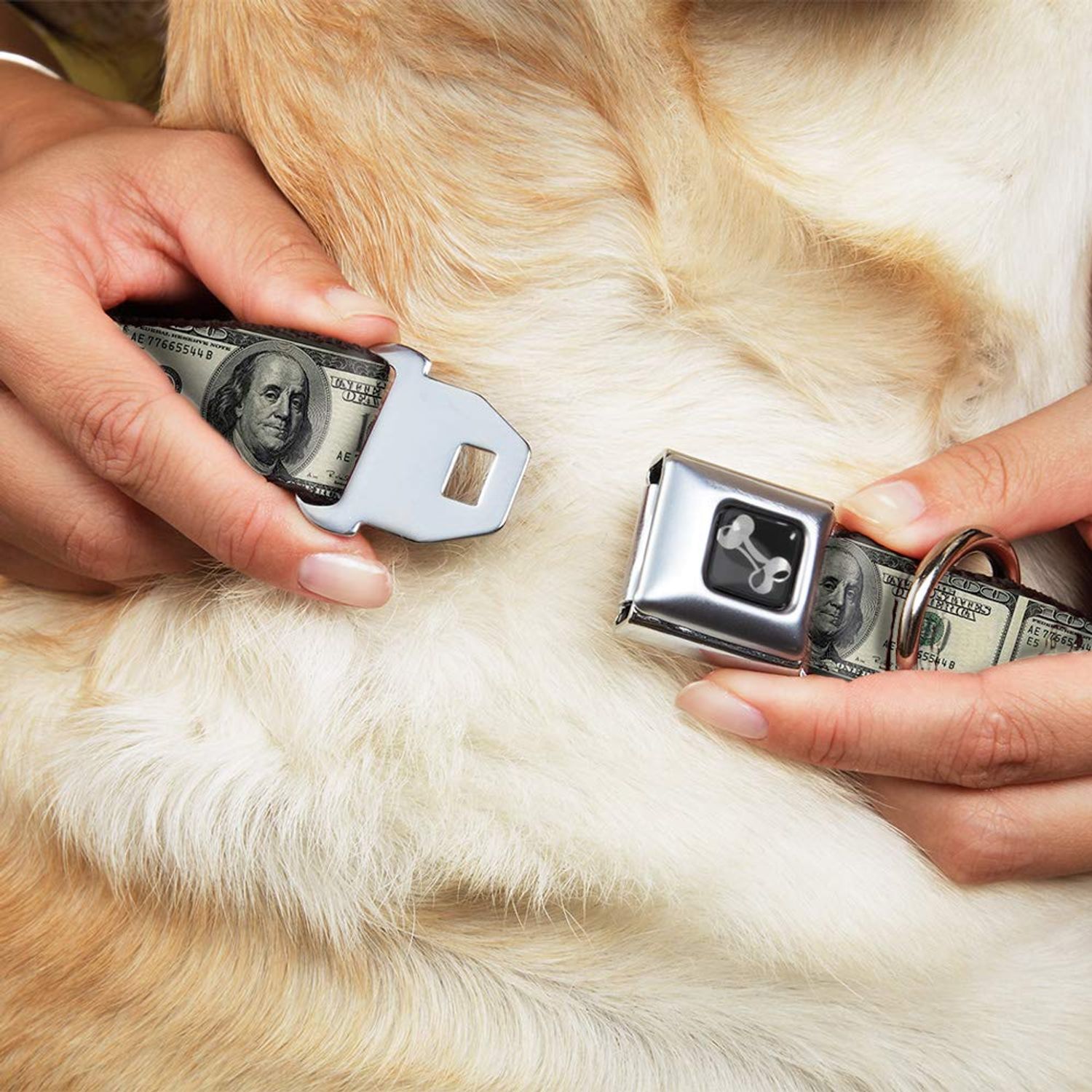 Buckle-Down Seatbelt Buckle Dog Collar - 100 Dollar Bills - 1.5" Wide - Fits 13-18" Neck - Small, Multicolor