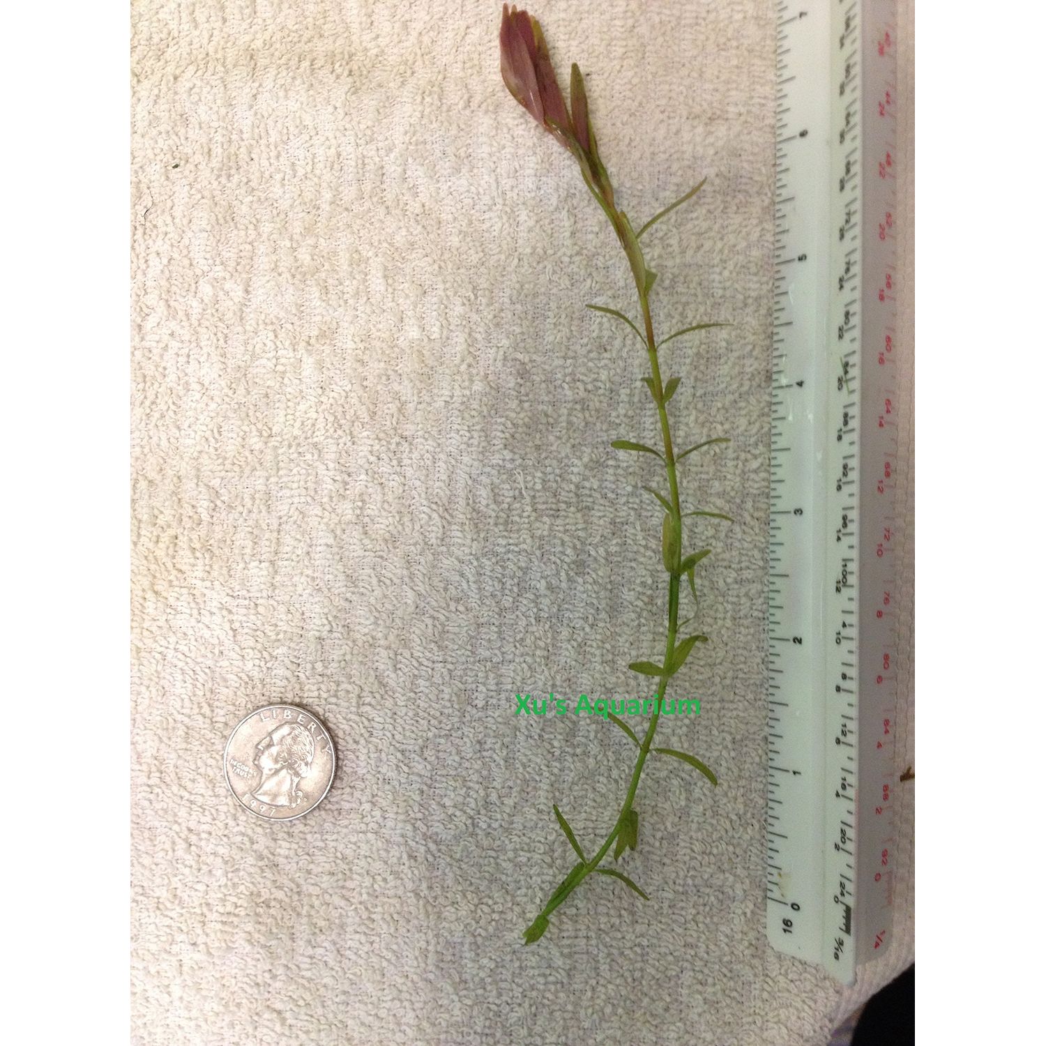 6 Rotala Indica (Rotundifolia), Live Aquarium Stem Plant
