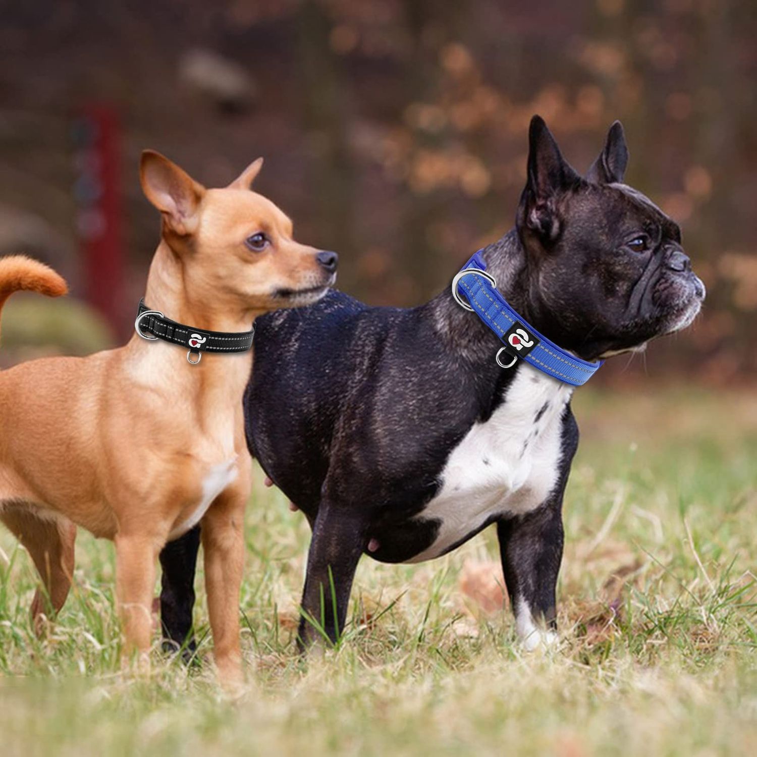 azuza 2 Pack Neoprene Padded Dog Collar for Small Dogs, Reflective Dog Collar with ID Tag Ring, Adjustable Safe and Comfy Dog Collars,Royal Blue/Black,XS