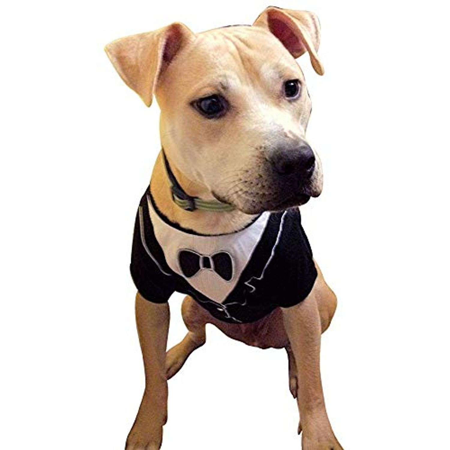 Frenchie Mini Couture Dog Tuxedo, (Small)