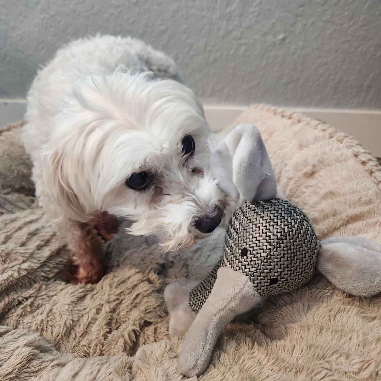 Woozapet Minimalist Squeaky Plush Interactive Dog Toy (Elephant)
