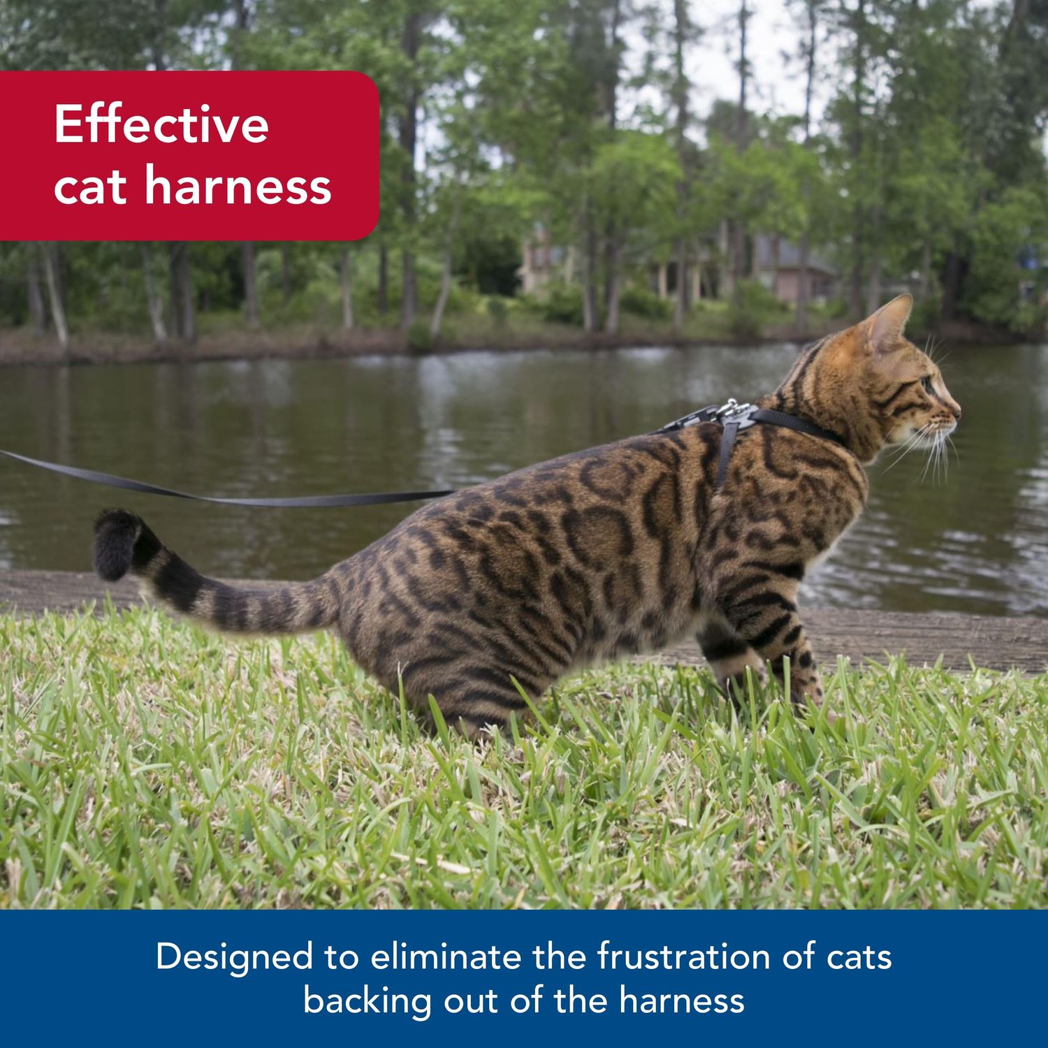 Coastal Pet Size Right Snag-Proof Adjustable Cat Harness - Comfortable Harness for Cats - Adjustable - Quality Pet Supplies - Medium & Small - Blue, 3/8" x 12-18"
