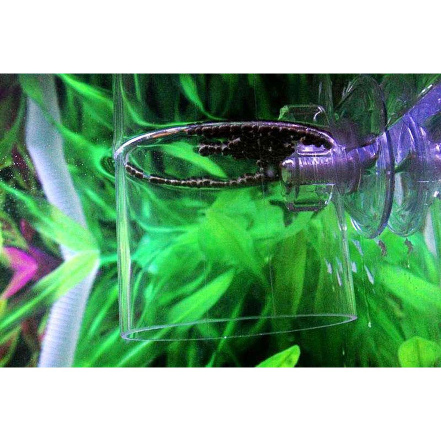 DGZZI Fish Feeder Acrylic Aquarium Fish Tank Adjustable Circle Ring Fish Feeding Floating Food Dish Food Protection Cover Tray Feeder