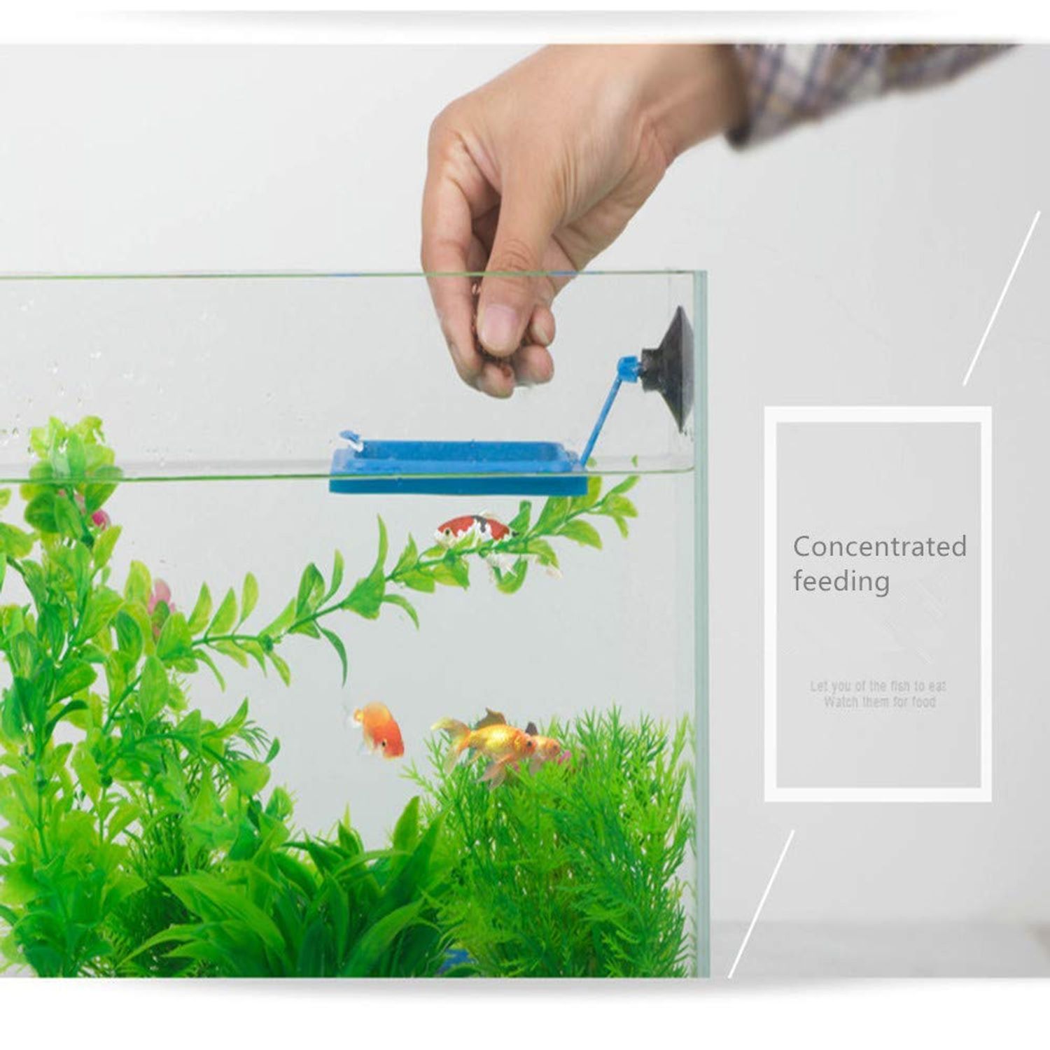 2 Pcs Fish Feeding Ring, Fish Safe Floating Food Feeder Circle Blue, with Suction Cup Easy to Install Aquarium, Square and Round Shape Fish Tank Towels - for Guppy, Betta, Goldfish, Etc. (Blue)¡­