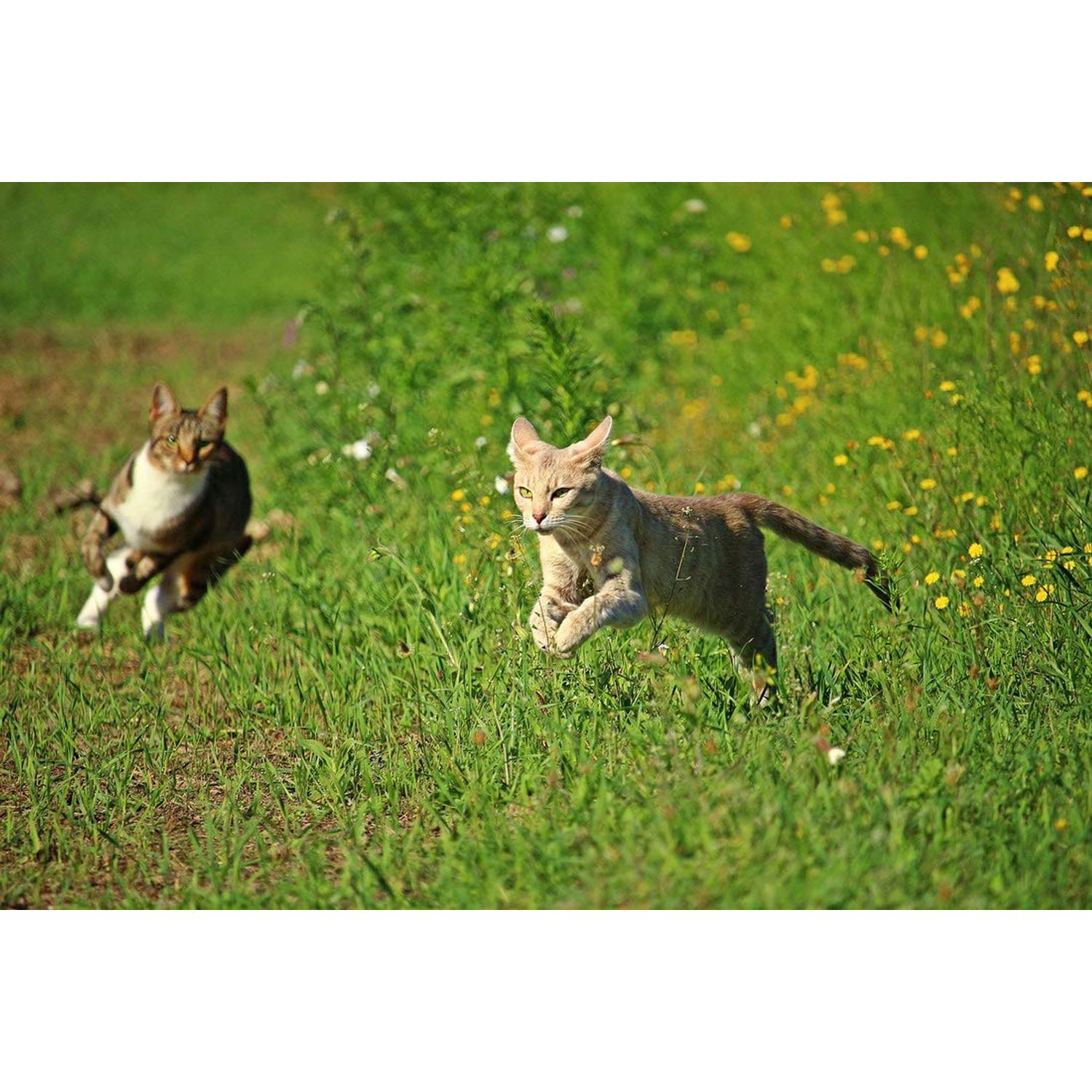 cat mobility aid - CAT HIP AND JOINT COMPLEX - INCREASE MOBILITY AND REDUCE JOINT STIFFNESS - IMMUNE SUPPORT - VET APPROVED - glucosamine chondroitin cat treats - 2 Bottles (240 Tabs)