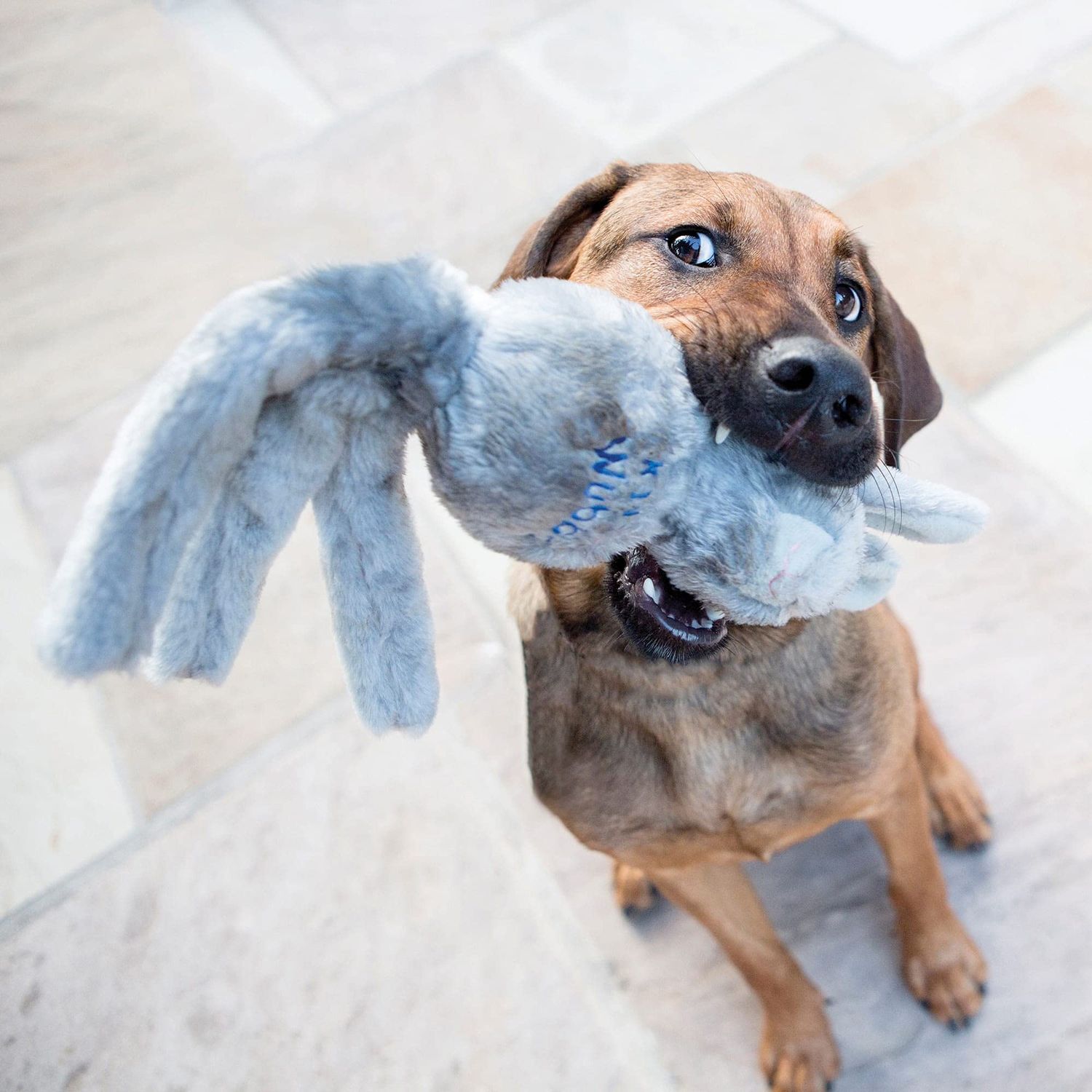 KONG - Wubba Friends - Squeaky Fetch Dog Toy - For Small Dogs (Assorted Characters)