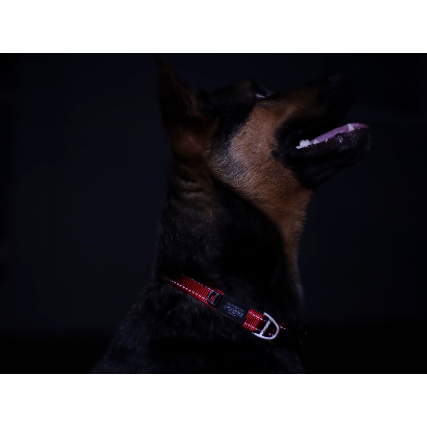 Reflective Dog Collar for Extra Large Dogs, Adjustable from 17-27 inches, Red