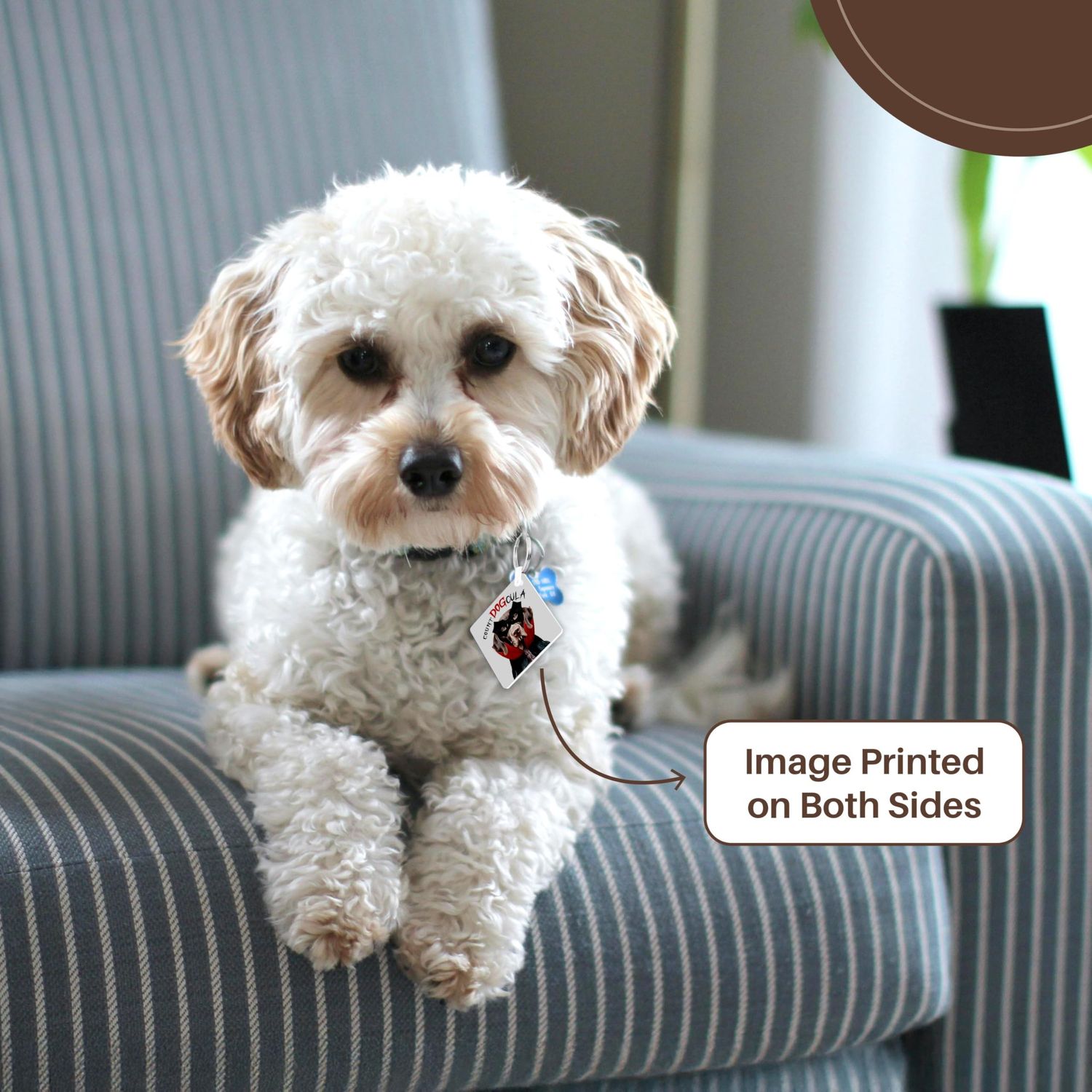 3dRose, Cute Halloween Pointer Dog dressed as Count DOGcula for Treats, set of 4 Key Chains