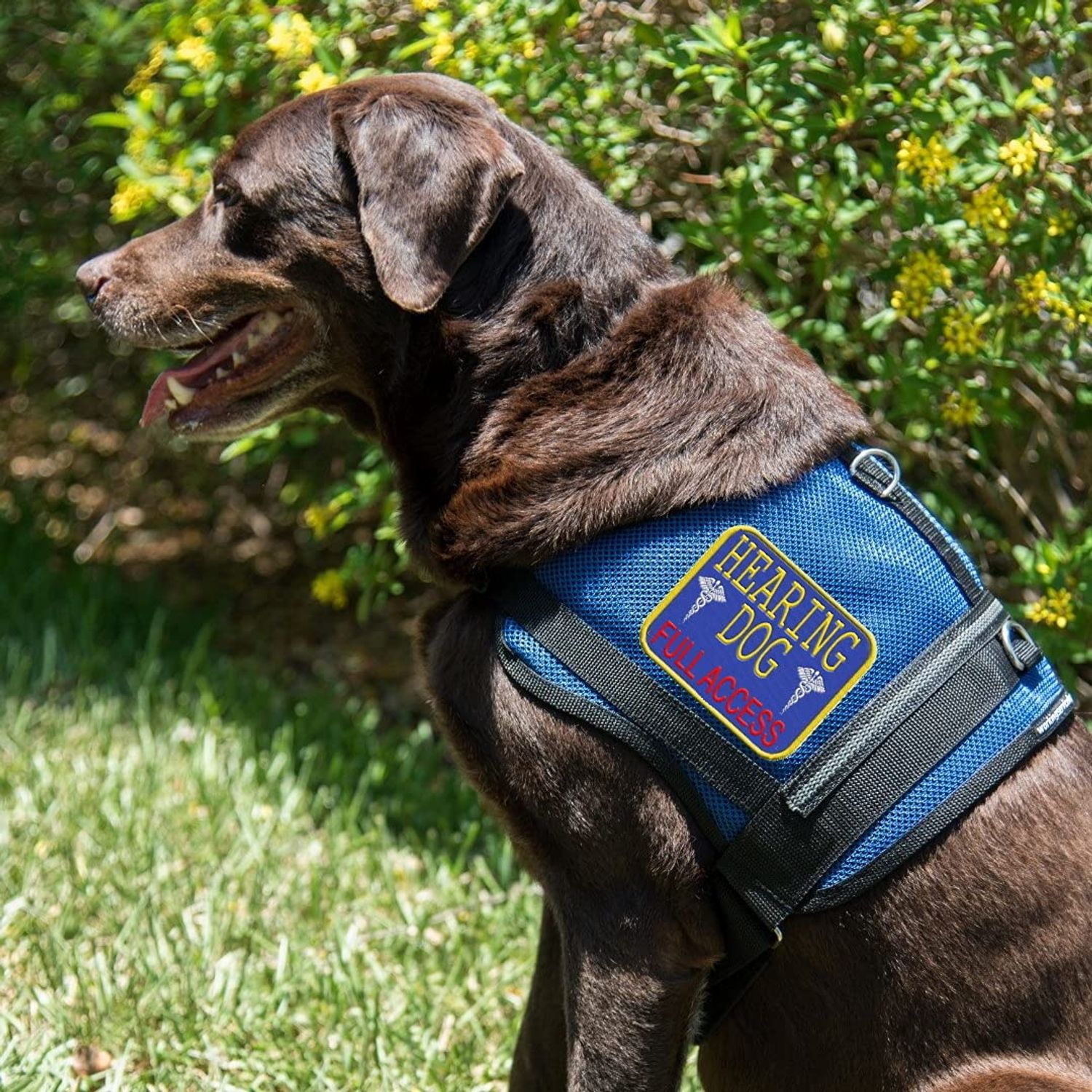 "Hearing Dog - Full Access" Sew On Patch - Includes Five Service Dog Law Handout Cards – for Service Dog Vest or Harness