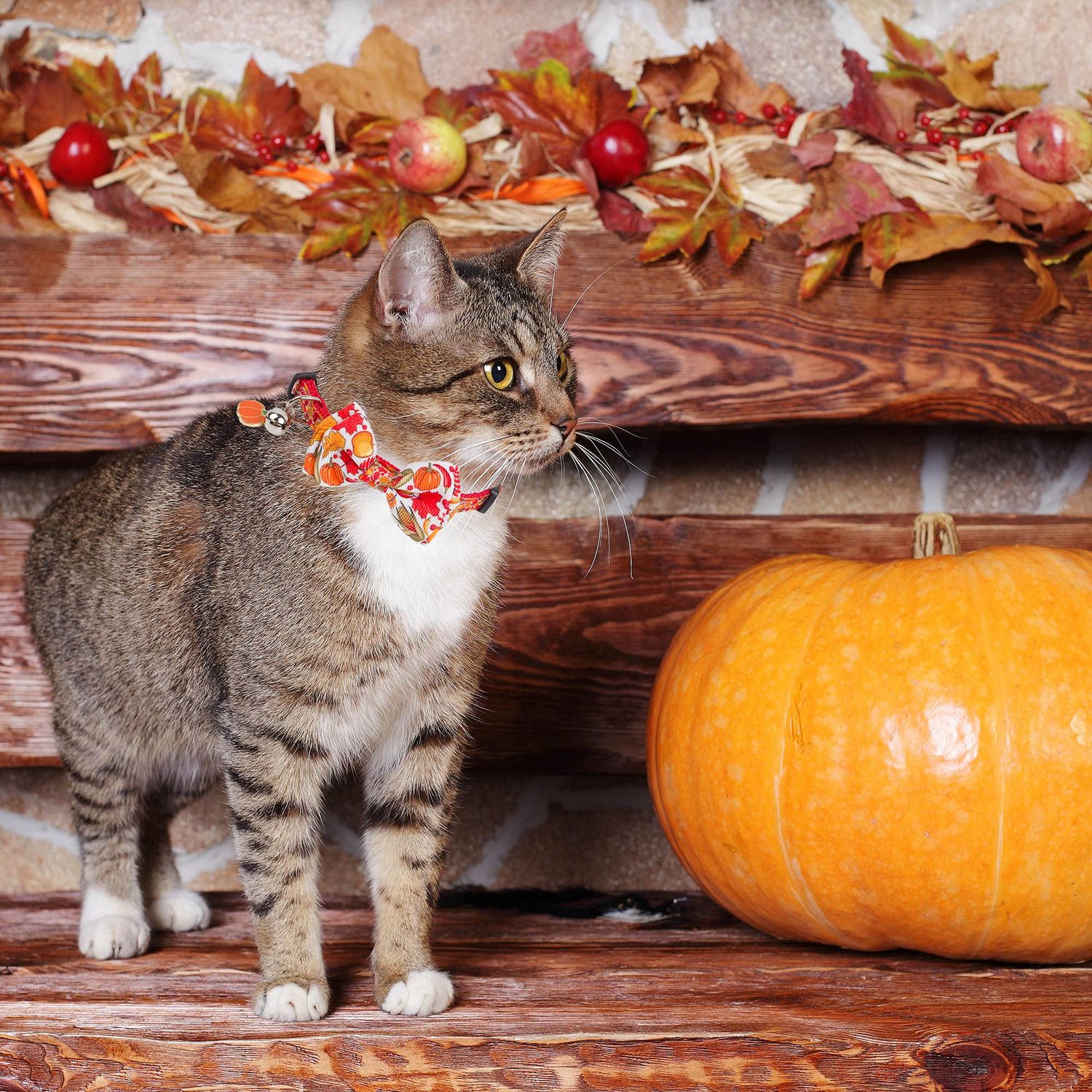 ADOGGYGO Thanksgiving Cat Collars with Bow Bell, Breakaway cat Collar with Bowtie Pumpkin Cat Kitten Collar for Girl Boy Cats Kittens (Thanksgiving)