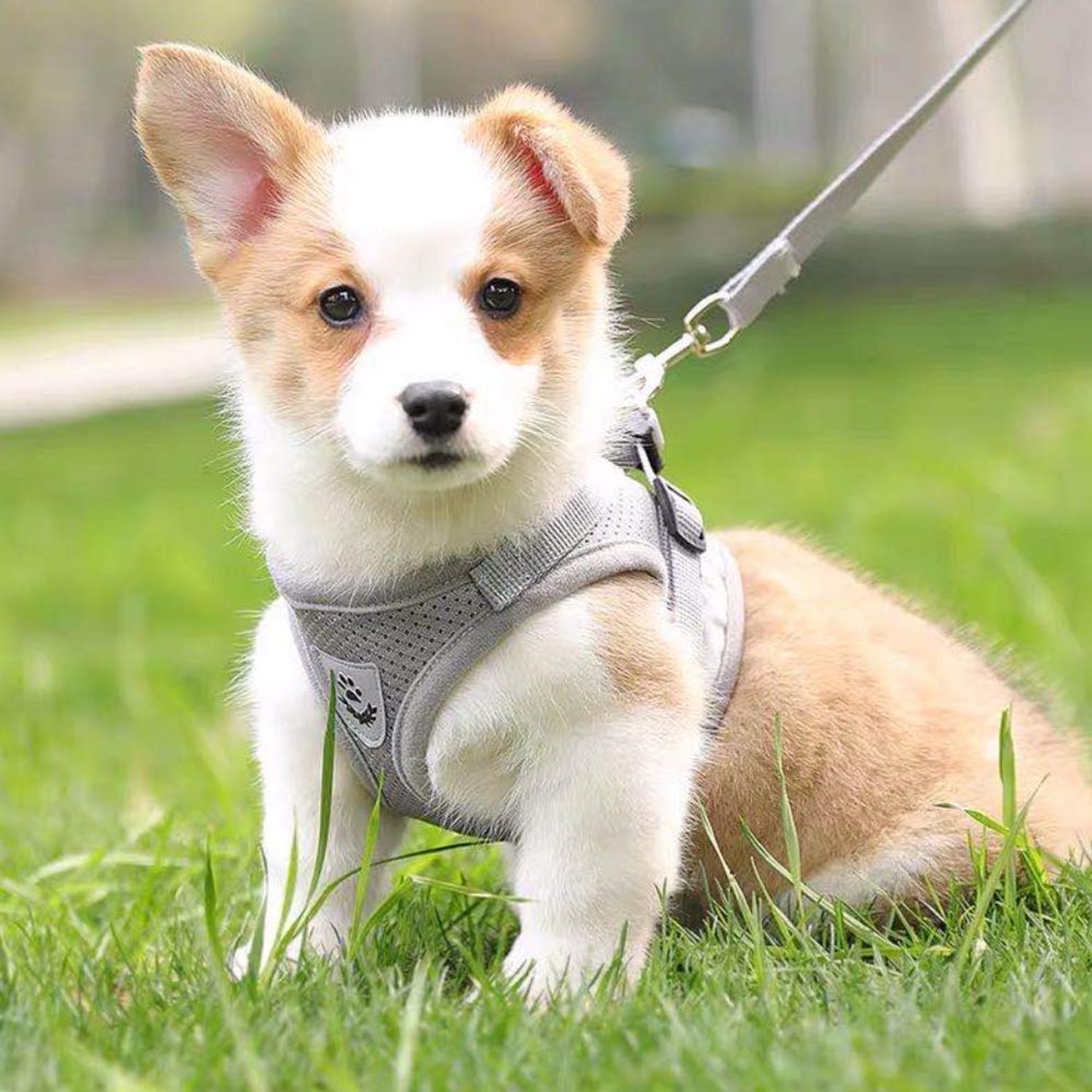 FEimaX Dog Harness and Leash Set for Walking, Soft Mesh Adjustable Easy Control Lightweight Cat Vest Harnesses with Reflective Strips, Escape Proof Small Dogs Cats Vests (Grey, X-Small)