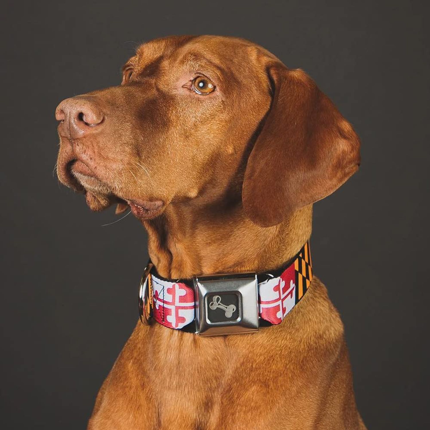 Buckle-Down Dog Collar Seatbelt Buckle Maryland Flags 16 to 23 Inches 1.5 Inch Wide, Multicolor, Medium (DC-W33927-WM)