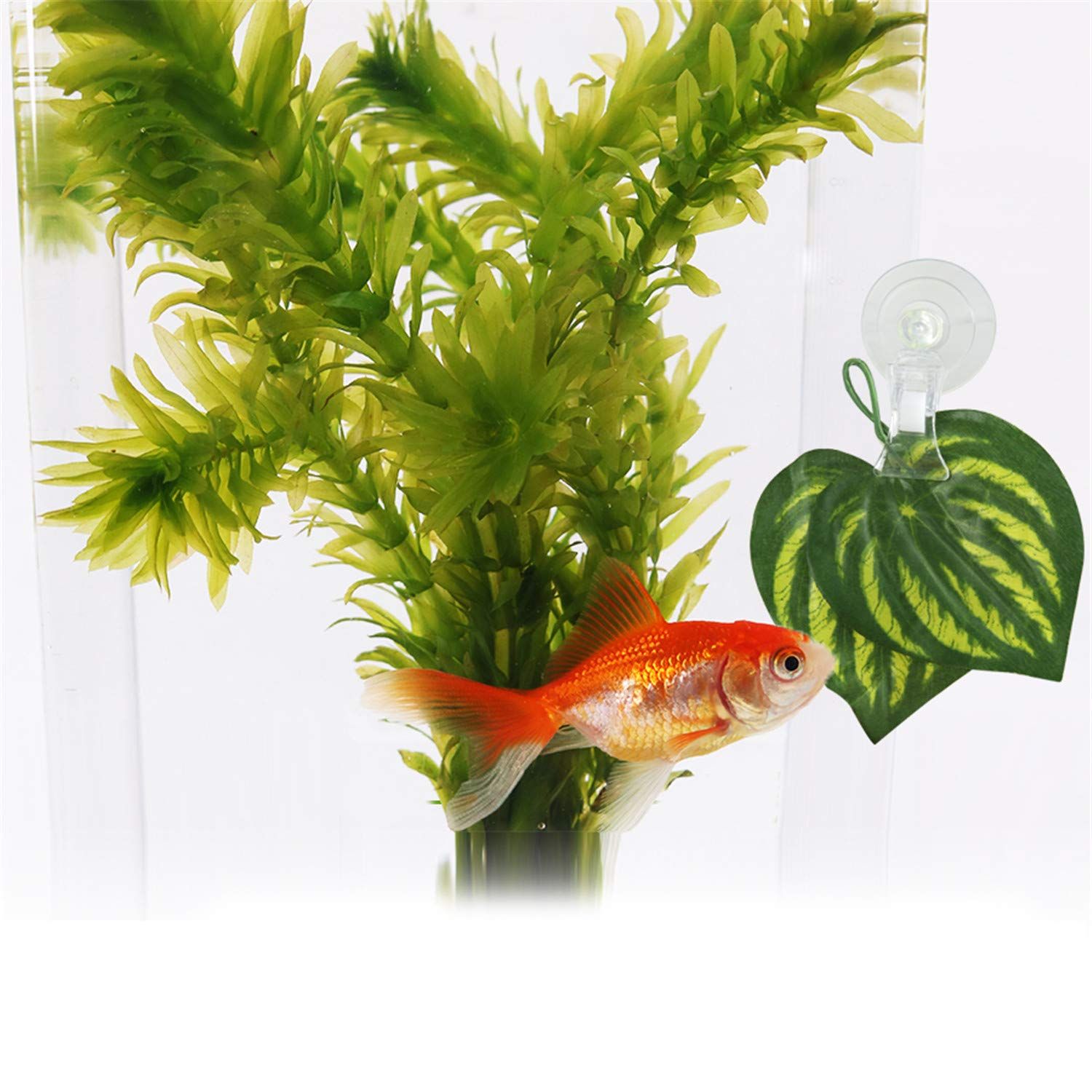 SLSON Fishes Veggie Seaweed Plant Suction Cup Clip Feeding Tool Feed Holder Aquarium Accessories for Fish Tank Fish Feeder Clips (4Pack Transparent)