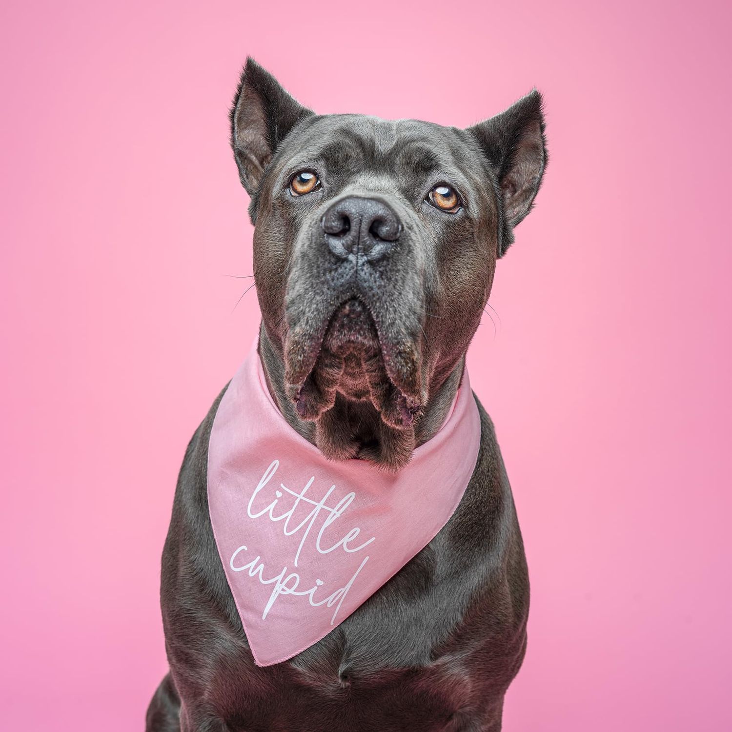 Little Cupid Valentine's Day Dog Bandana (Baby Pink, OS 979)
