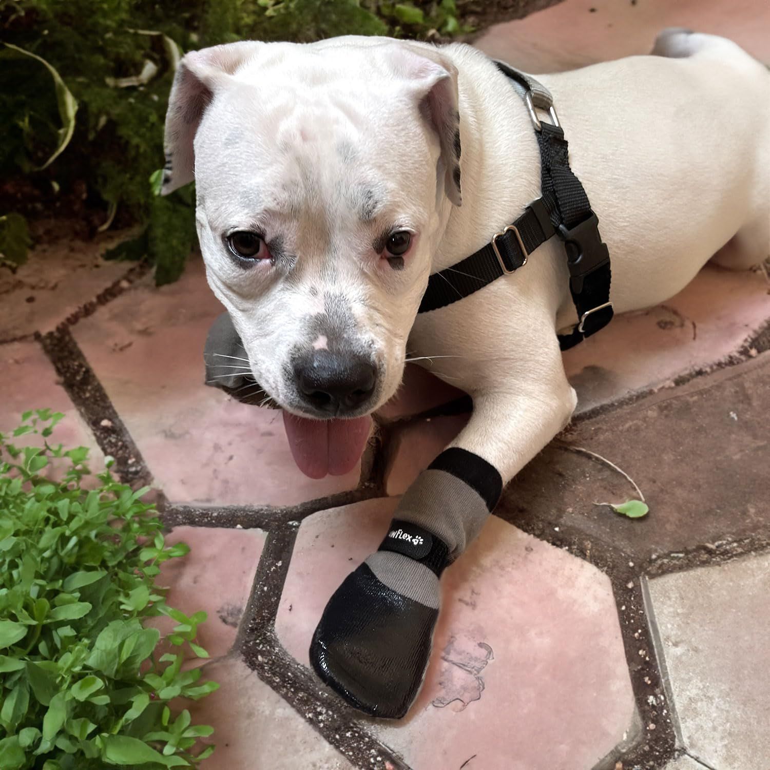 PawFlex Double Dipped Waterproof Dog Socks Comfy Pawz Soft Indoor/Outdoor Dog Booties with Rubberized Bottom| Non-Slip Silicone Grip at Inner Cuff for No Twisting or Sliding Off| Adjustable Strap