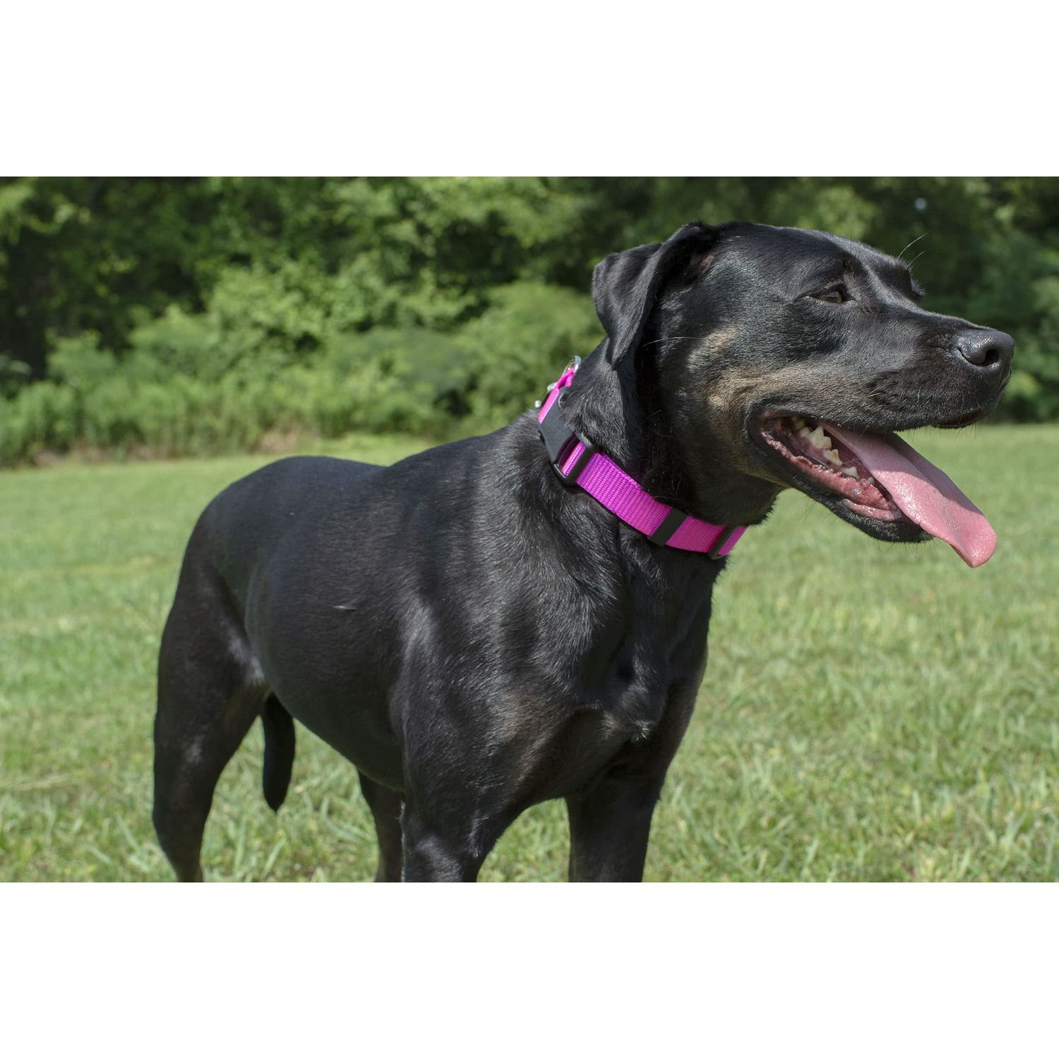 Country Brook Design - Easy DIY Dog Collar Kit Makes (10) 1 Inch Collars with Green Nylon Webbing