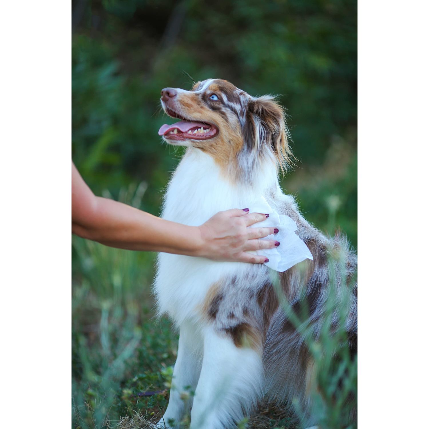 earthbath, Oatmeal & Aloe Grooming Wipes - Dog Wipes for Paws and Butt, Best Pet Wipes for Dogs & Cats, Helps Relieve Itchy & Dry Skin, Made in USA, Cruelty-Free - Vanilla & Almond 100 Count (1 Pack)