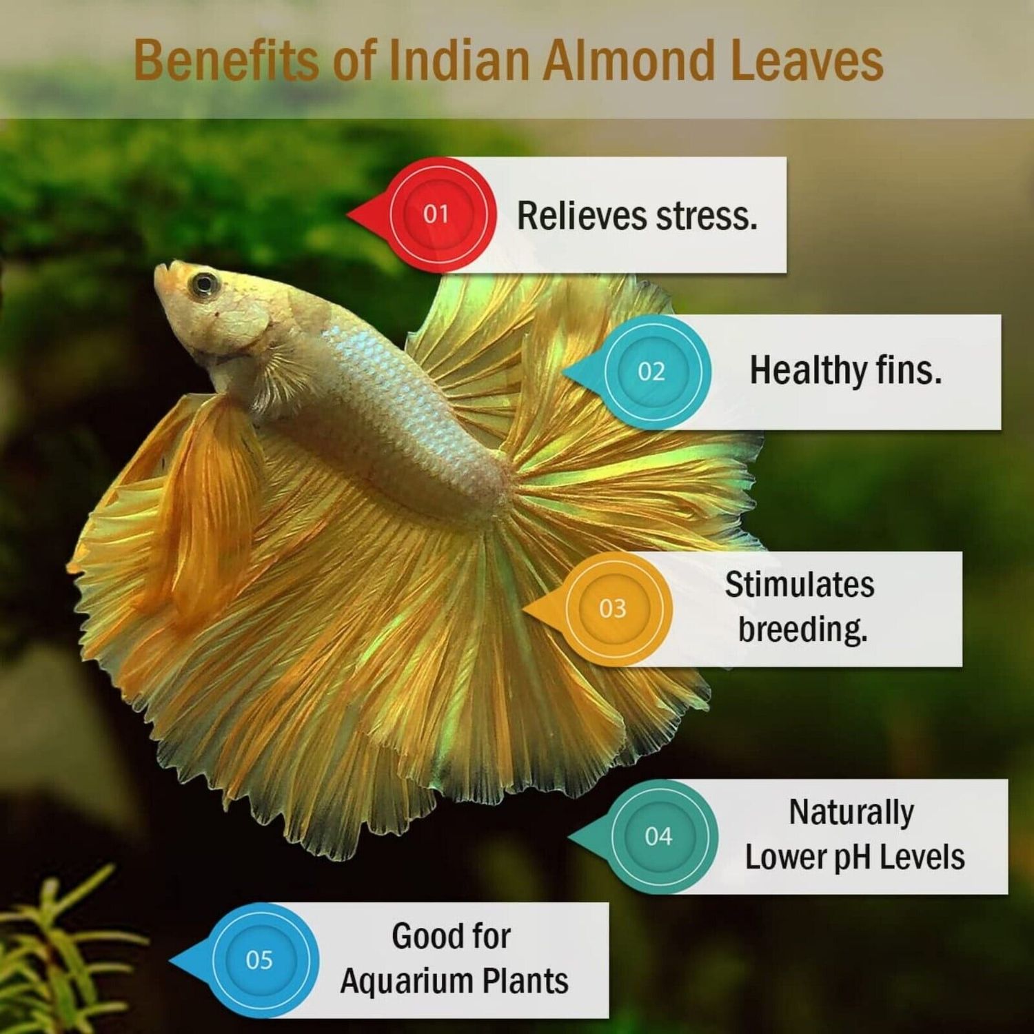 50 Natural Leaves Indian Aquarium Catappa Betta Care Almond Shrimp Fish Ketapang