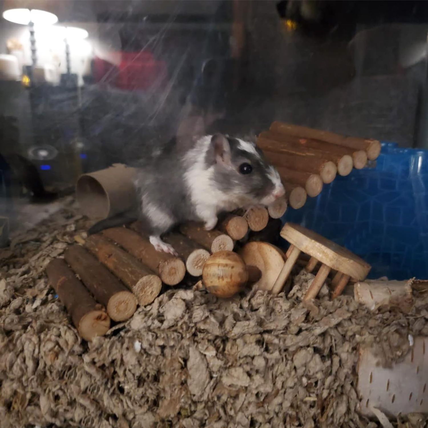 Natural Wood Bridge Ladder for Hamster Rats Mouse Guinea Pig Chinchilla Ferret Reptile Small Animals Cage Wooden Hideout Toy (2 Bridges 20.2"&7.2")