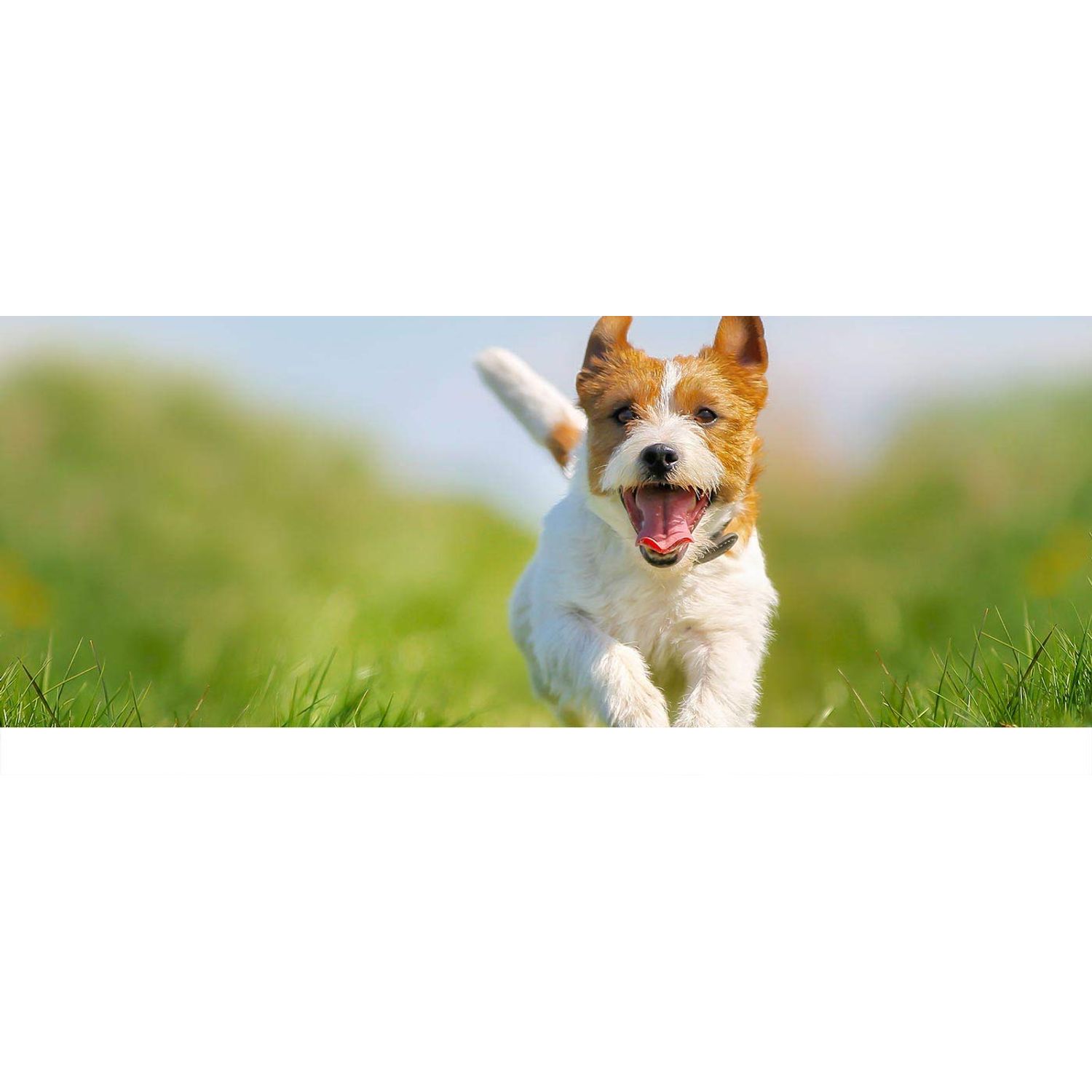 Dog Health - Dog Health Supplements - Dogs Immune Support - Licorice Root Extract - Licorice Root Capsule - 3 Bottles (180 Chews)