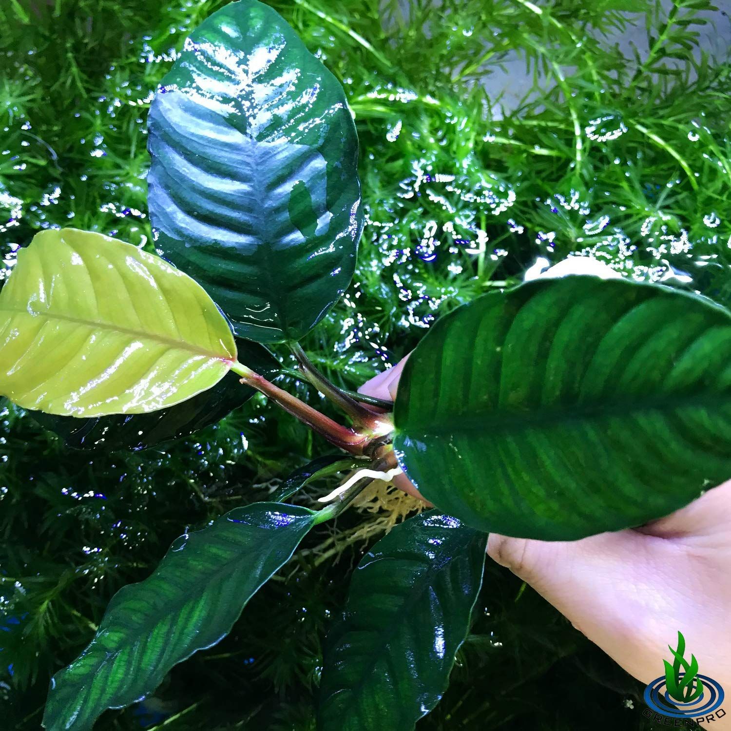 Greenpro Anubias Coffeefolia Loose Live Aquarium Plant Easy 100% Snail Free Guanteed