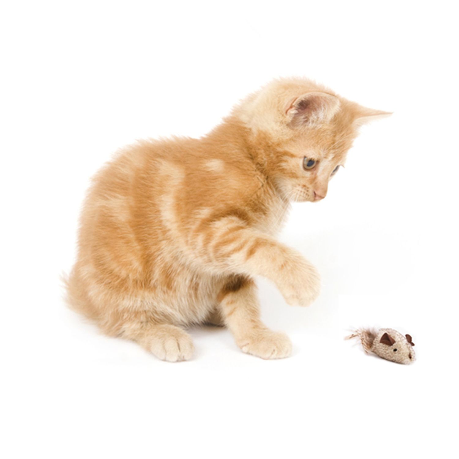 OurPets Play-N-Squeak Shake y'r Tail Feather Cat Toy