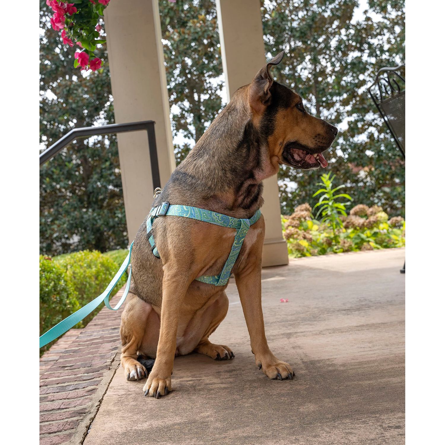 Country Brook Petz - Green Paisley Step-in Dog Harness - Paisley Collection with 5 Classy Designs (1 Inch, Medium)