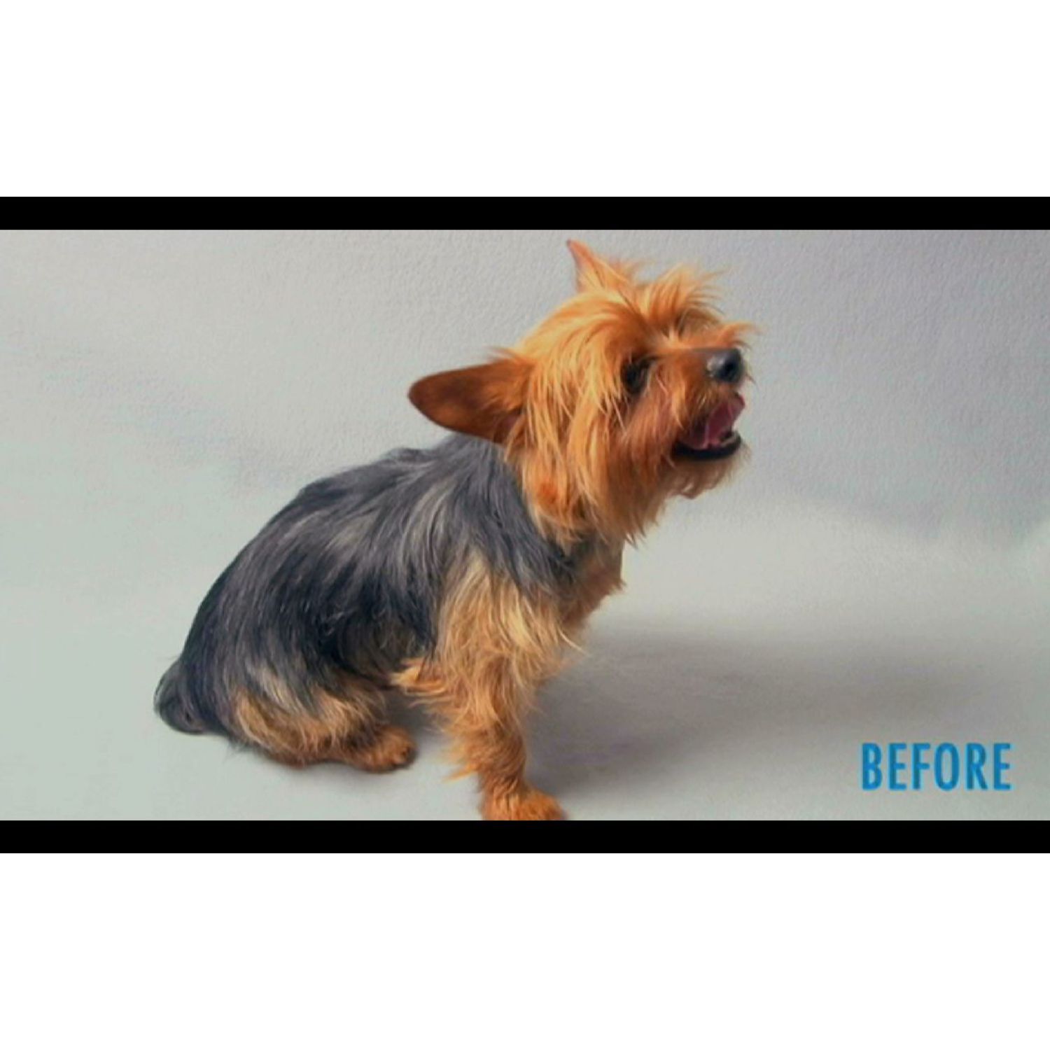 SCAREDY CUT Silent Pet Grooming Kit for Guinea Pigs, BLUE