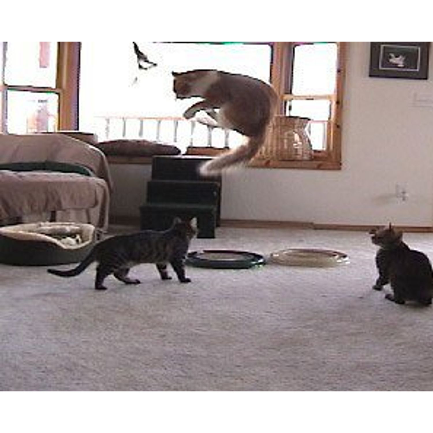 CoolCyberCats Da Bird Pull Apart Value Pack (1 Pull Apart Da Bird Pole Cat Toy & 2 Extra Guinea Feather Refills)