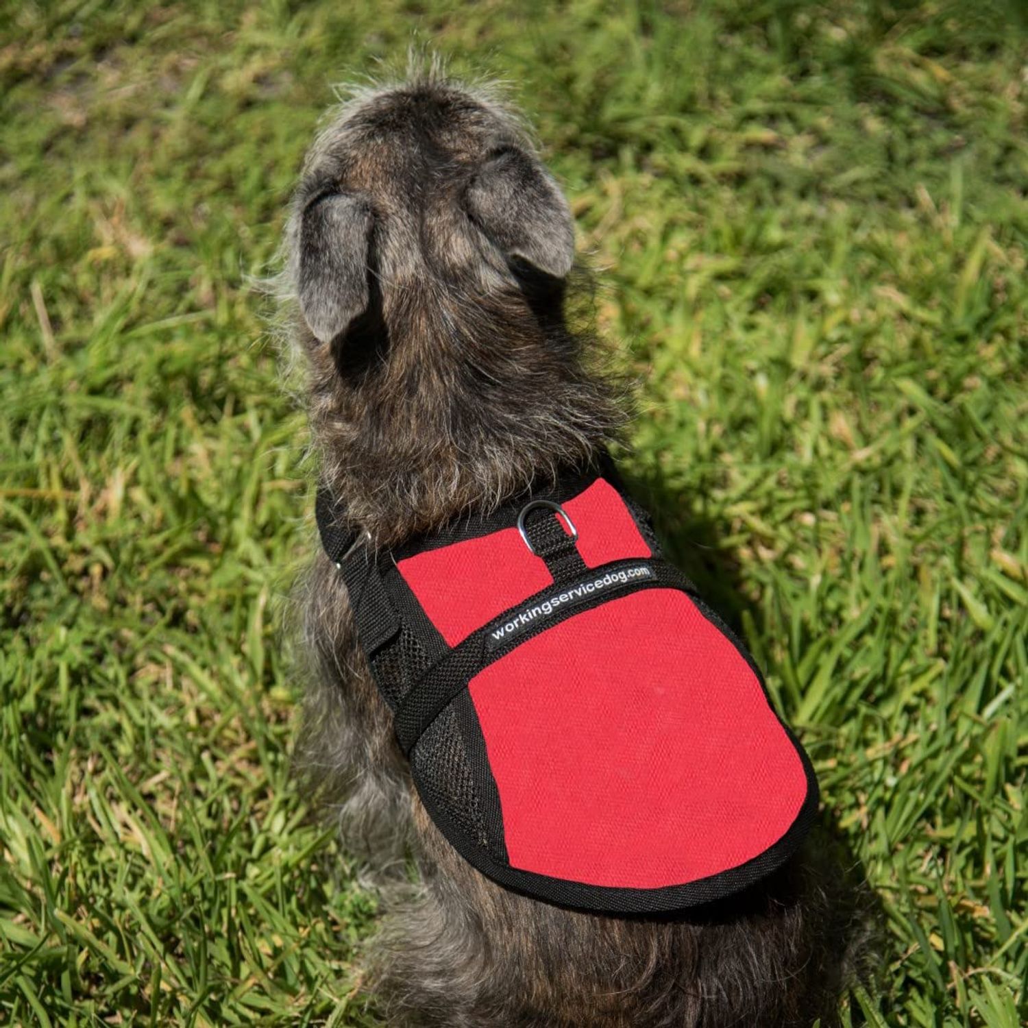Mesh Dog Vest | Lightweight Cooling Dog Harness | No Pull Dog Harness | Includes Two Pet Emergency Care Cards (Red, 32" - 36" Girth)