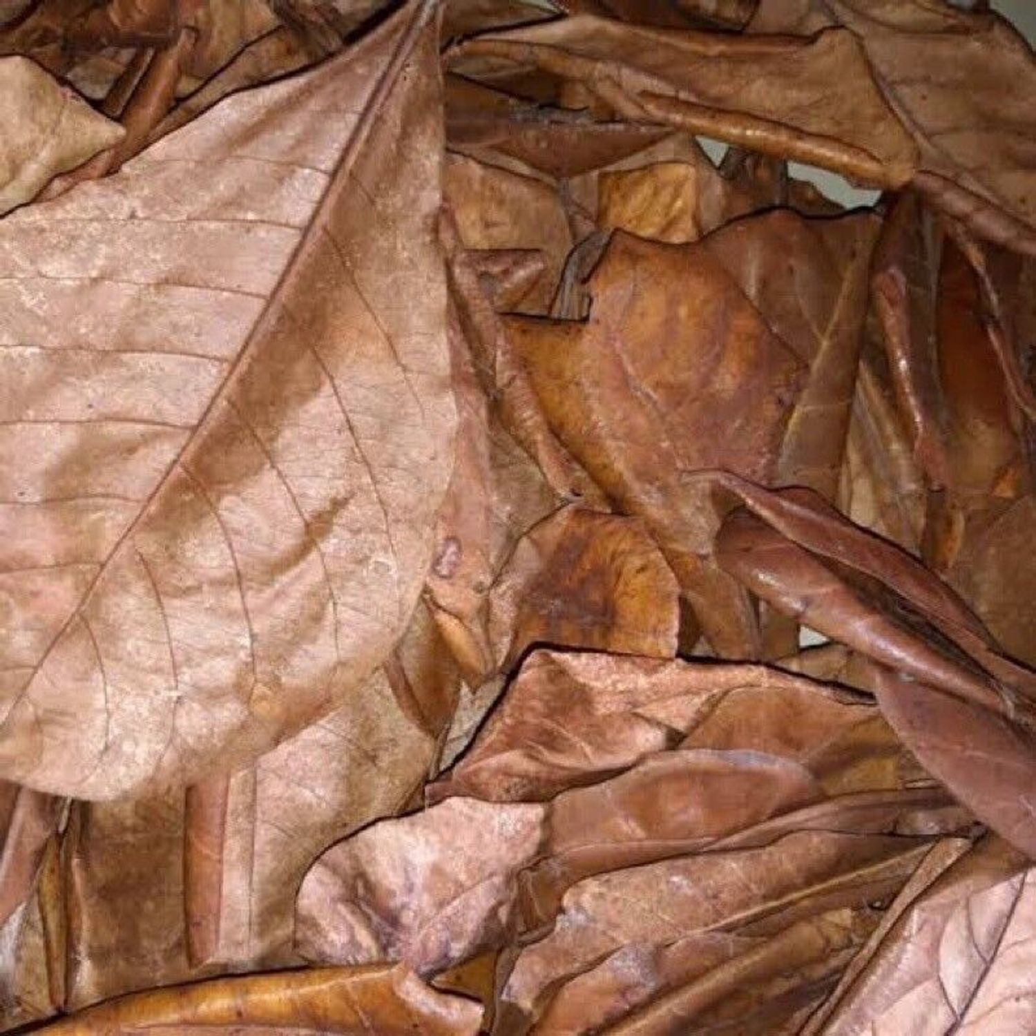 50 Natural Leaves Indian Aquarium Catappa Betta Care Almond Shrimp Fish Ketapang