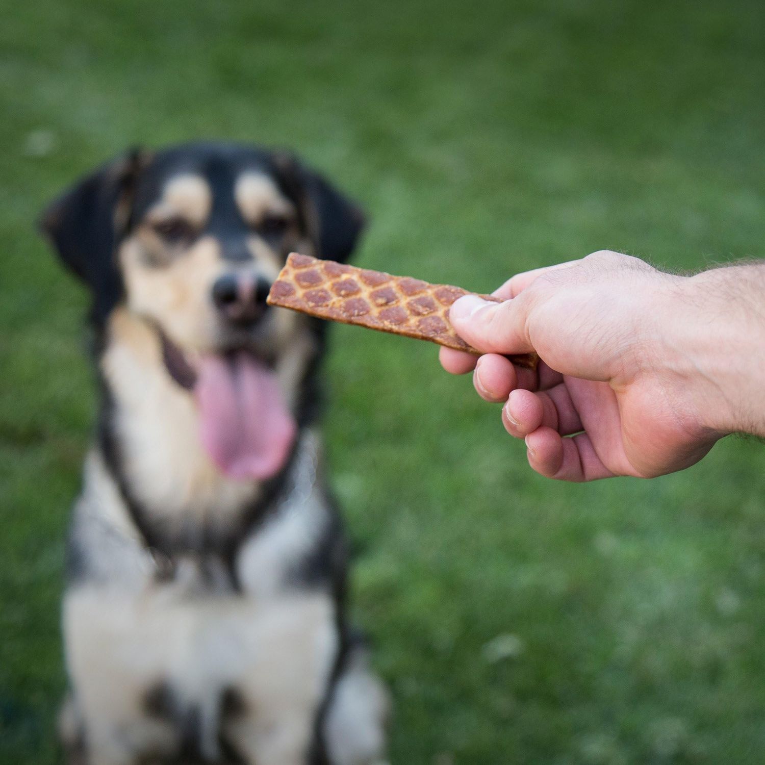 KONA'S CHIPS Chicken and Sweet Potato Jerky; Dog Treats Made in USA ONLY - 100% USDA Chicken, Grain Free. Natural, Healthy & Safe Treats for Your Dog (16 oz)