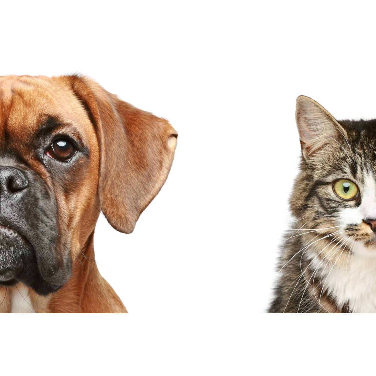 Canine Immune Booster - PET Immune Support - Dogs and Cats - VETS Choice - Chews - Licorice for Dogs - 2 Bottles (120 Treats)