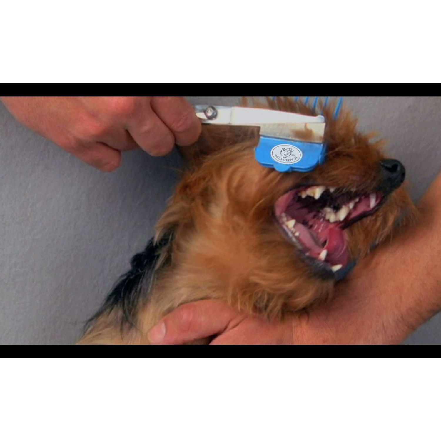 SCAREDY CUT Silent Pet Grooming Kit for Guinea Pigs, BLUE