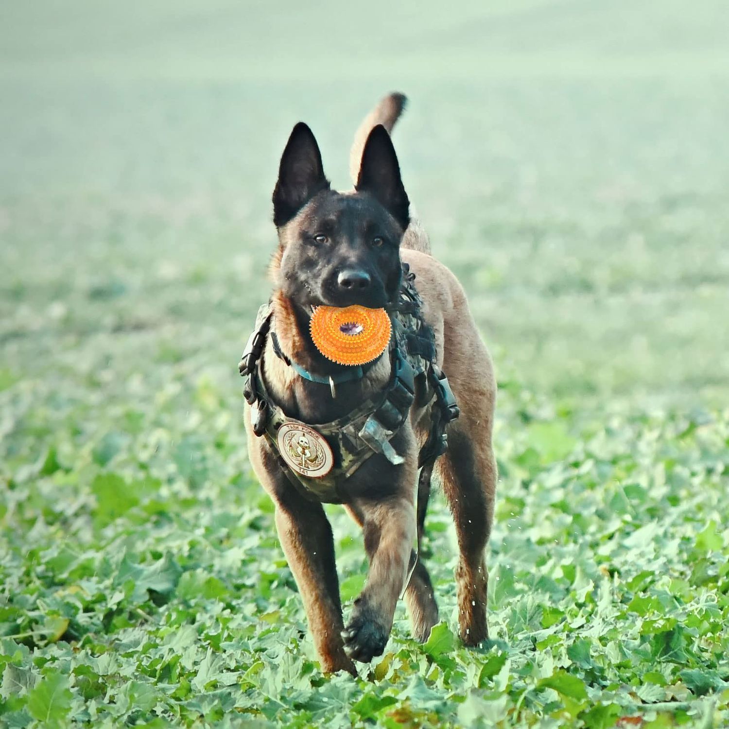 Andiker Squeaky Dog Toy, TPR Chewable Dog Toys for Teeth Grinding&Cleaning Dog Fetch Toys for Enhancing Interactivity Outdoor Suitable for All Dog Sizes Puppy’s Gifts and Dog Lovers (Small Orange)
