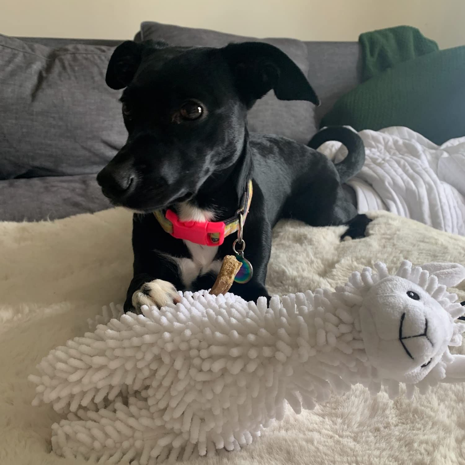 Snuggle Puppy Tender-Tuffs Easy Grab - Cute Plush Dog Toys - Stuffed Giavanna Llama with Tough Puncture Resistant Squeaker