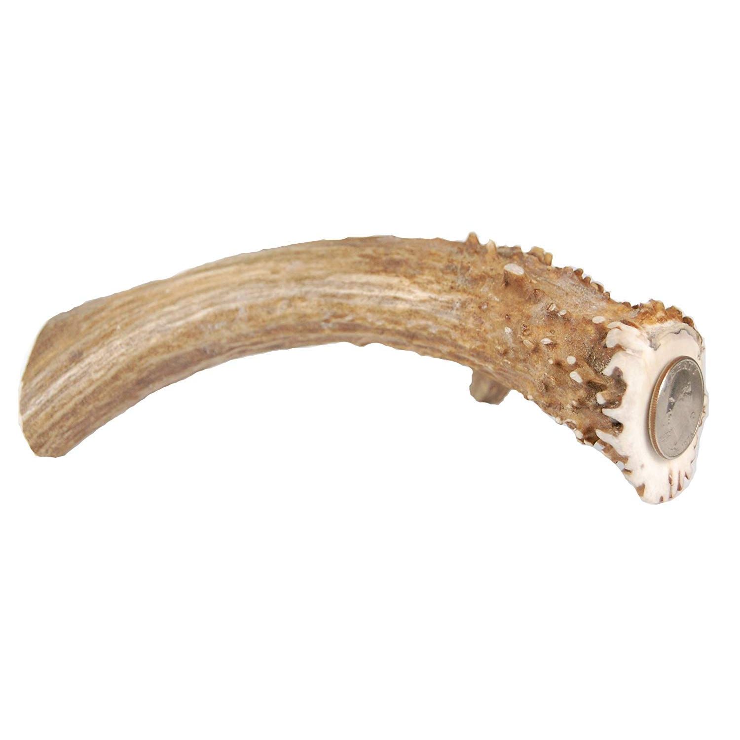 CZ Grain XXL JUMBO Deer Antler for Dogs, for The BIG CHEWER - Premium Grade A Deer Antler Dog Chew - Long Lasting Dog Treat for Your Pet. MADE in USA