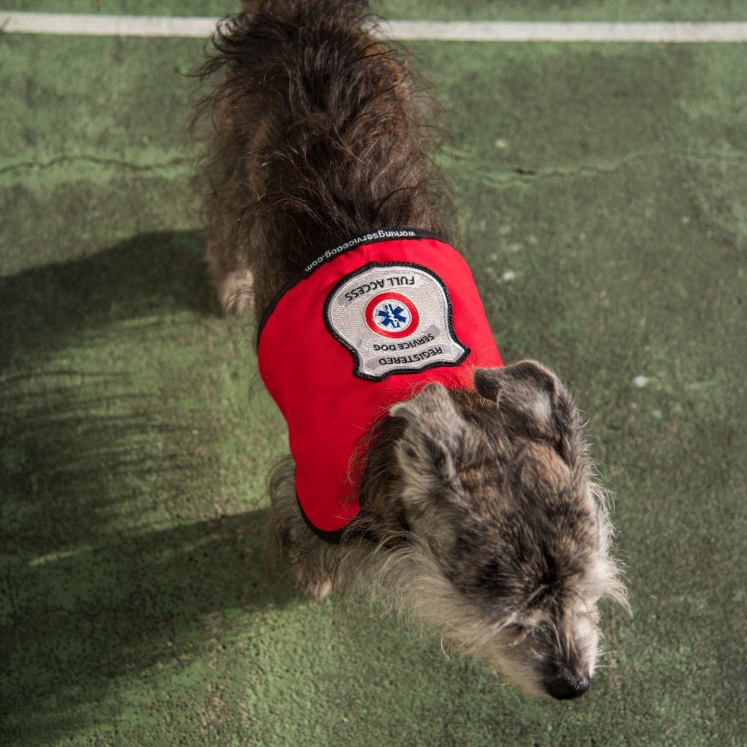 Registered Service Dog Vest - for Smaller Service Dogs (XX Small: 4-7 Pounds, Red) - Includes 5 Federal Law Cards