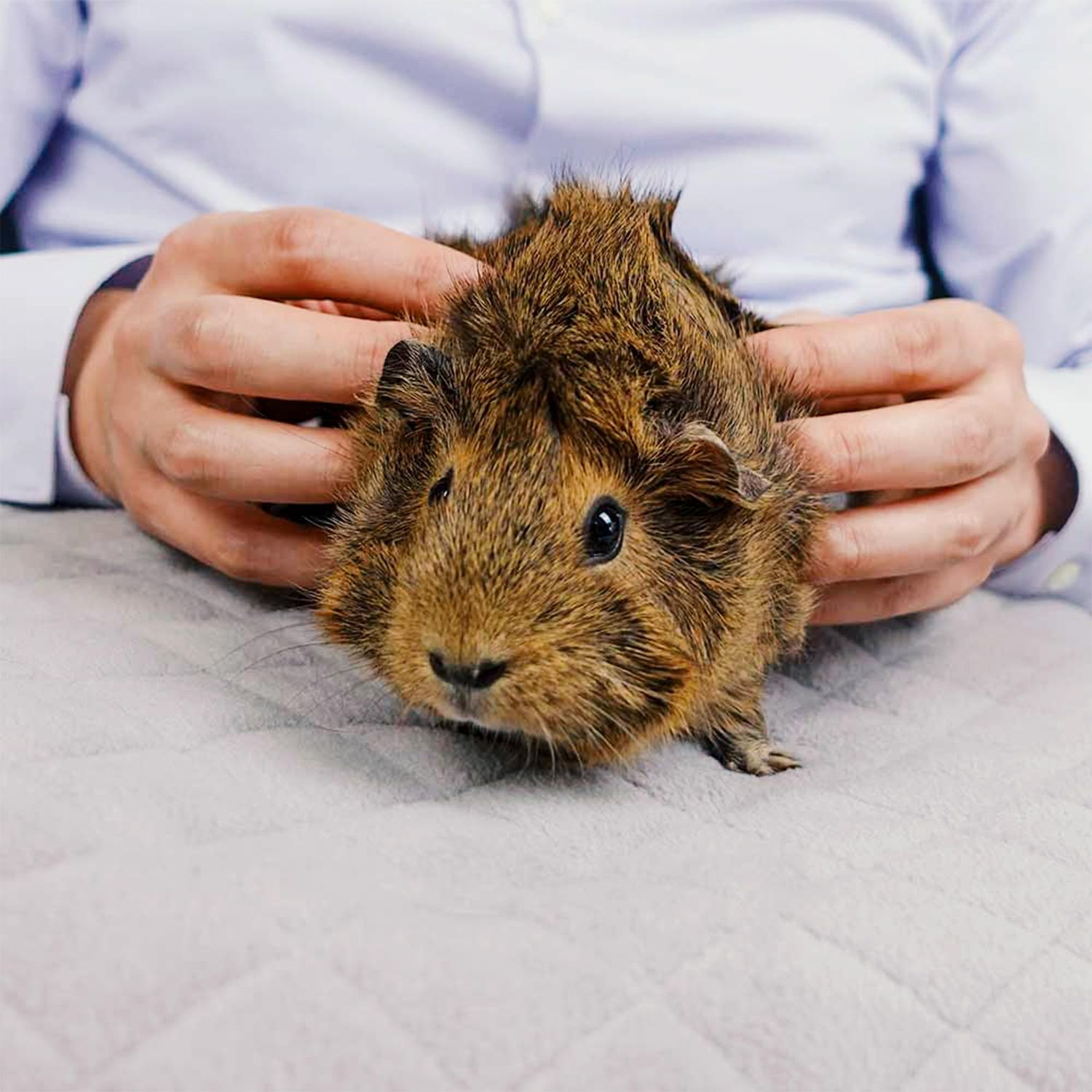 GuineaDad Original Liner - Grey Fleece Guinea Pig Bedding - Reusable Guinea Pig Cage Liner - Extra Absorbent Guinea Pig Bed with Waterproof Bottom - Small Pet Supplies - 2x1 C&C