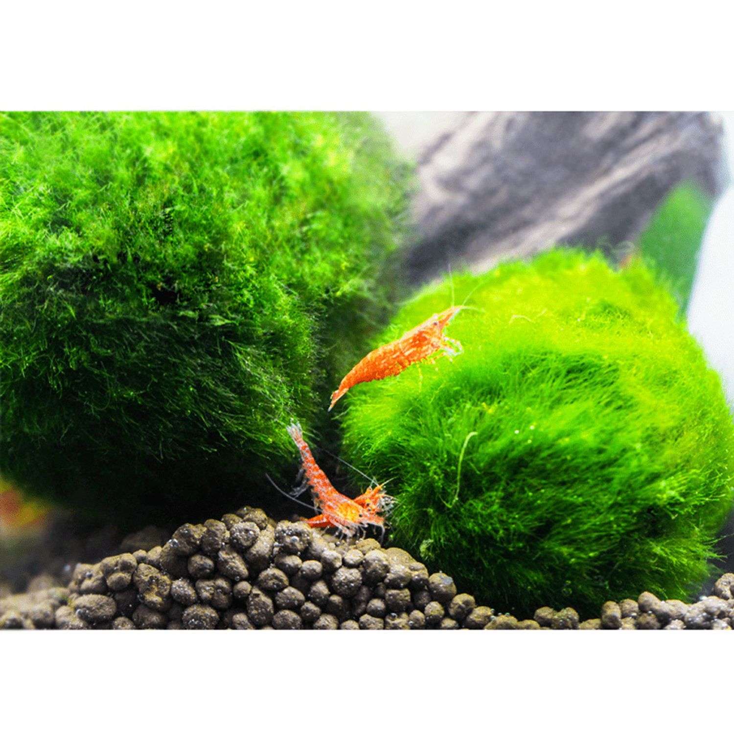 6 PCS Live Marimo Moss Ball Pet Kokedama for 20 Gallon Aquarium