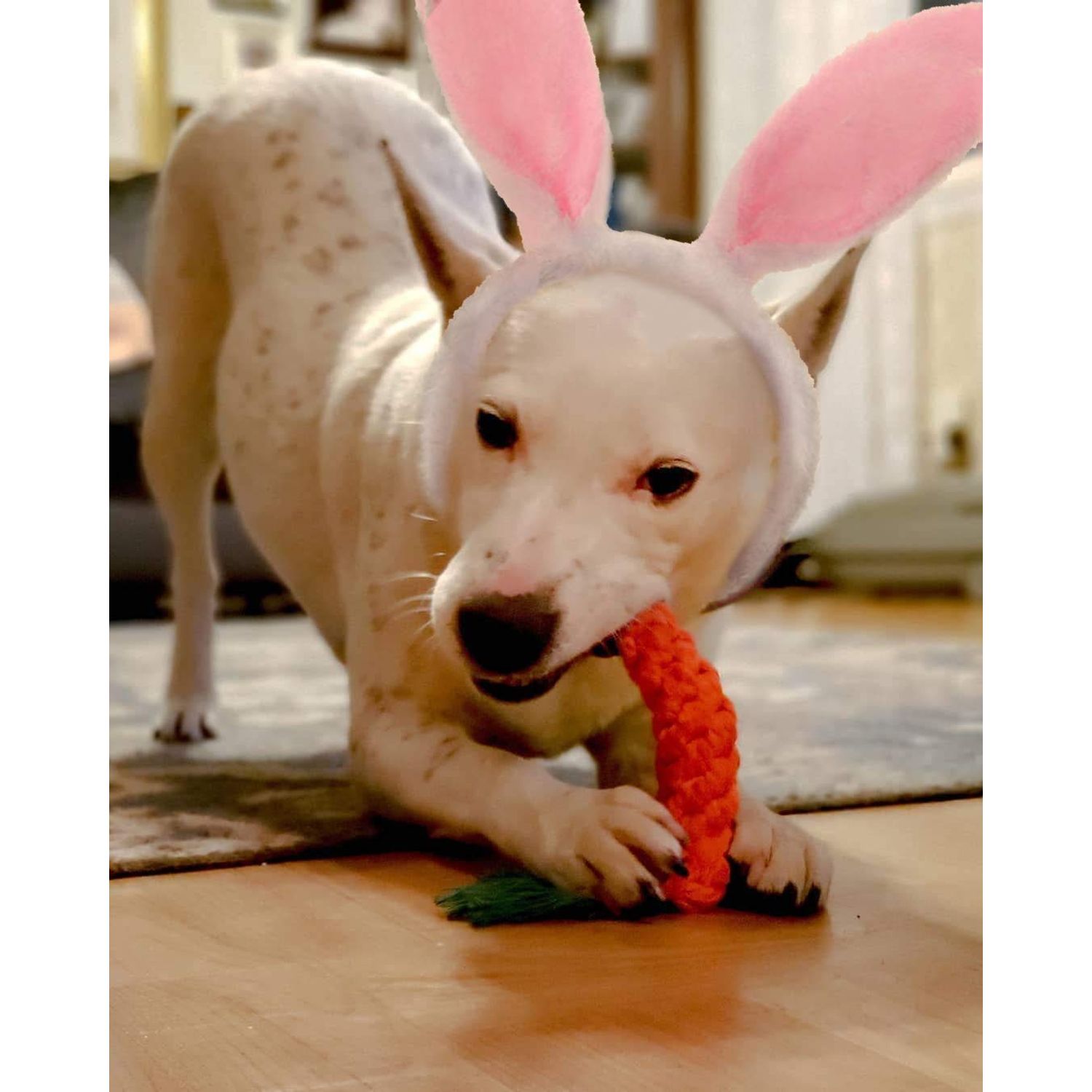 BoomBone Easter Dog Toys for Small Dogs 2 Pack, Carrot Dog Rope Toy and Bunny Crinkle Puppy Toy
