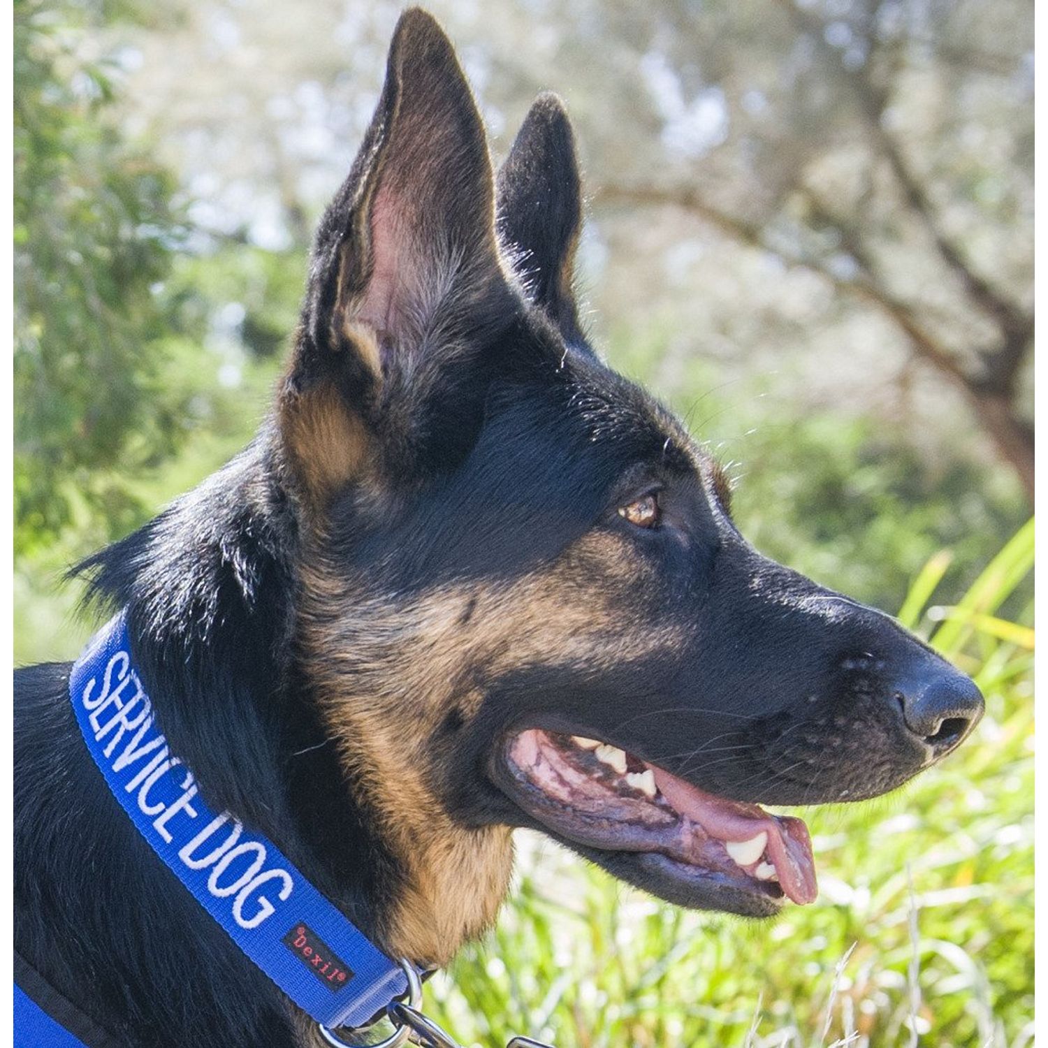 Service Dog Blue Color Coded S-M L-XL Buckle Dog Collar (Do Not Disturb) Prevents Accidents by Warning Others of Your Dog in Advance (L-XL Collar 15-25" Lx1.5 W)